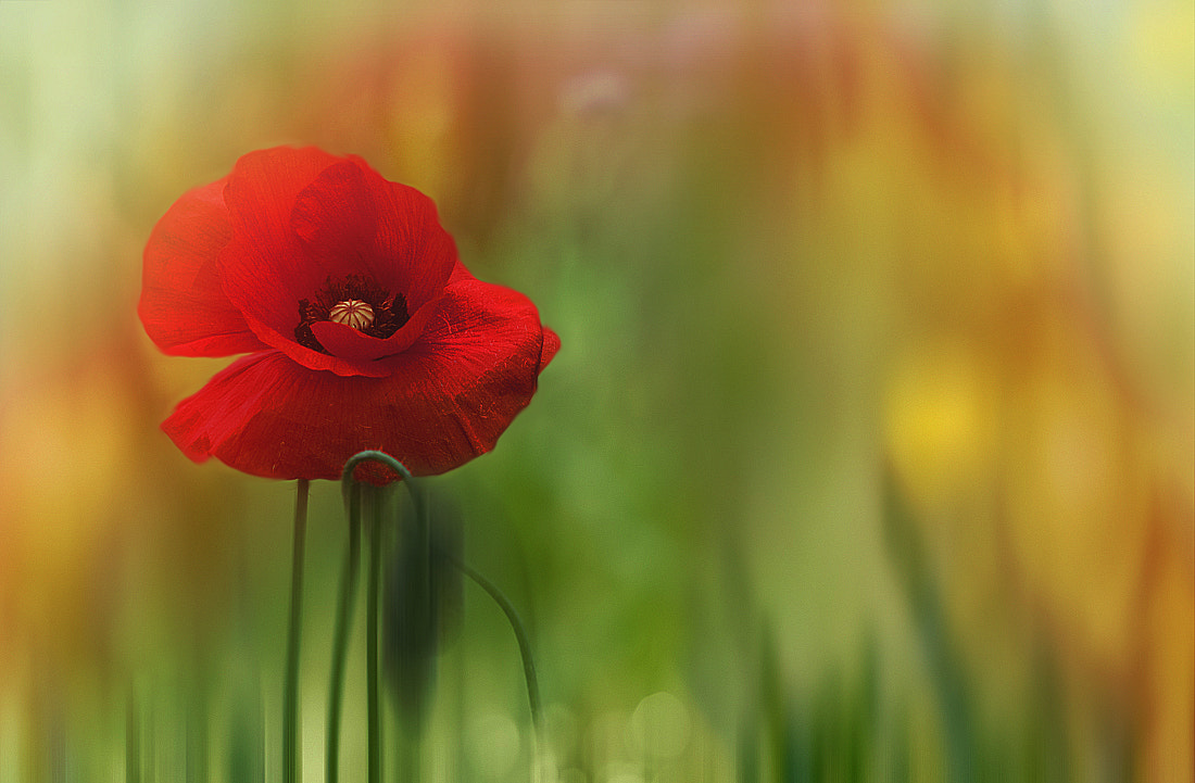 Canon EOS 30D + Canon EF 300mm F4L IS USM sample photo. Poppy photography