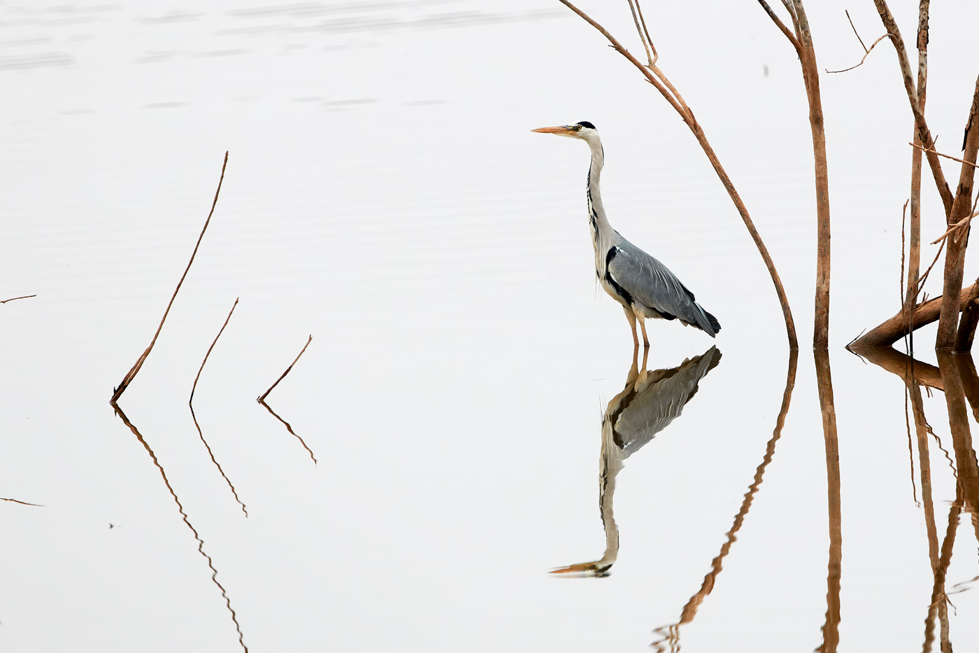 Canon EF 300mm F2.8L IS II USM sample photo. Mirror mirror photography