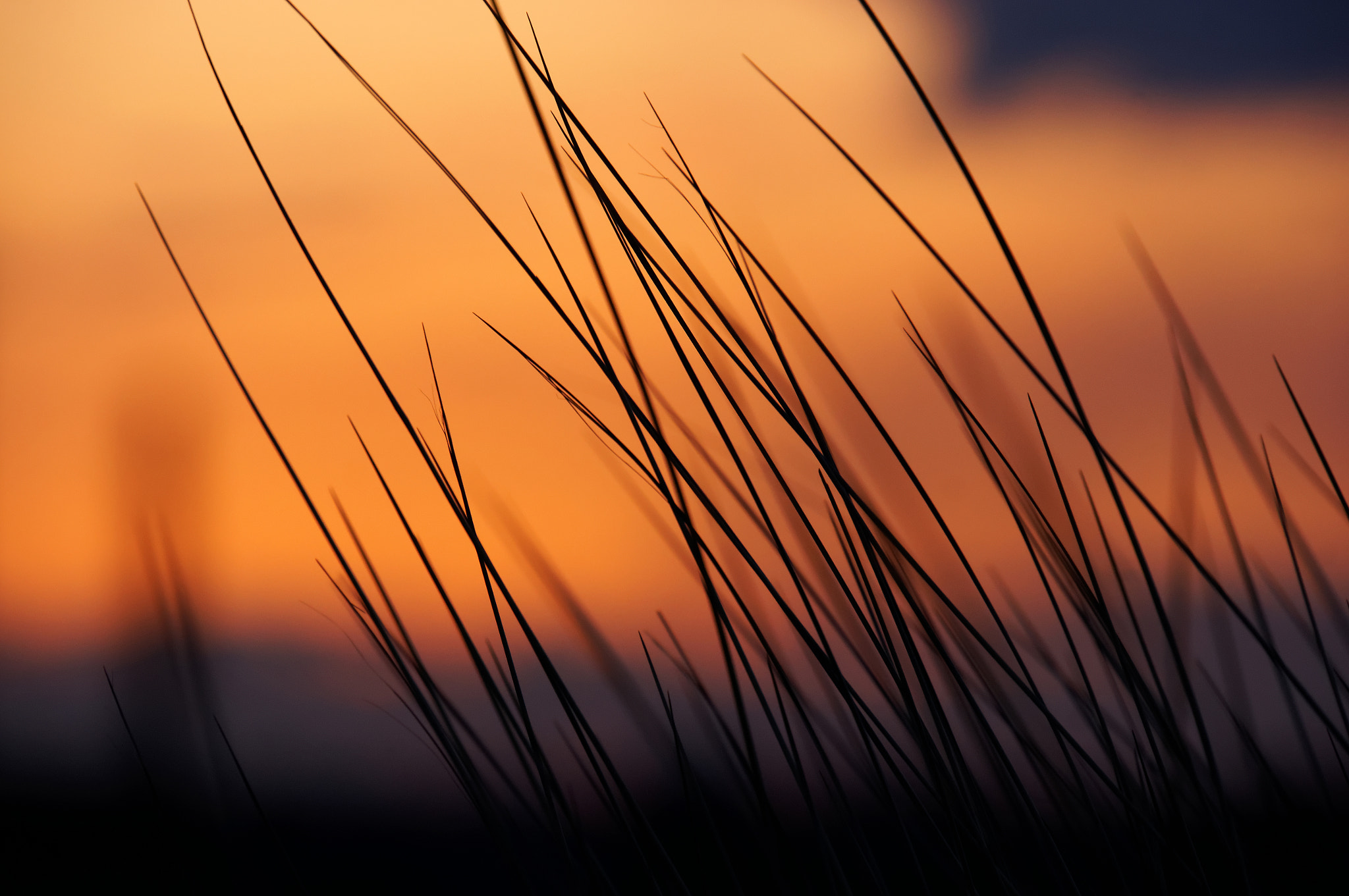 Sony E 18-200mm F3.5-6.3 OSS LE sample photo. Tendrils of darkness photography