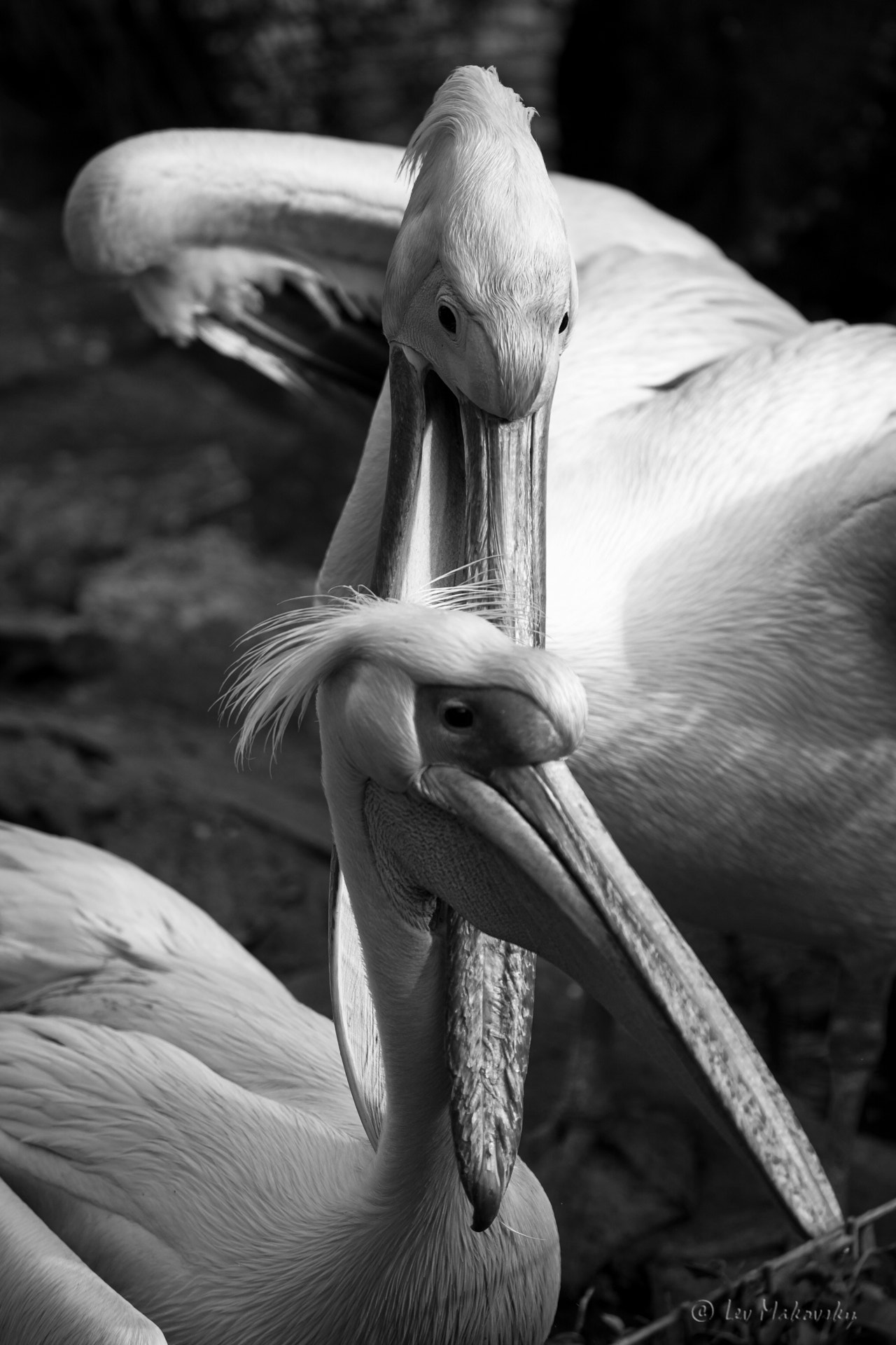 Sigma 50-150mm F2.8 EX APO DC OS HSM sample photo. Love is in the air photography