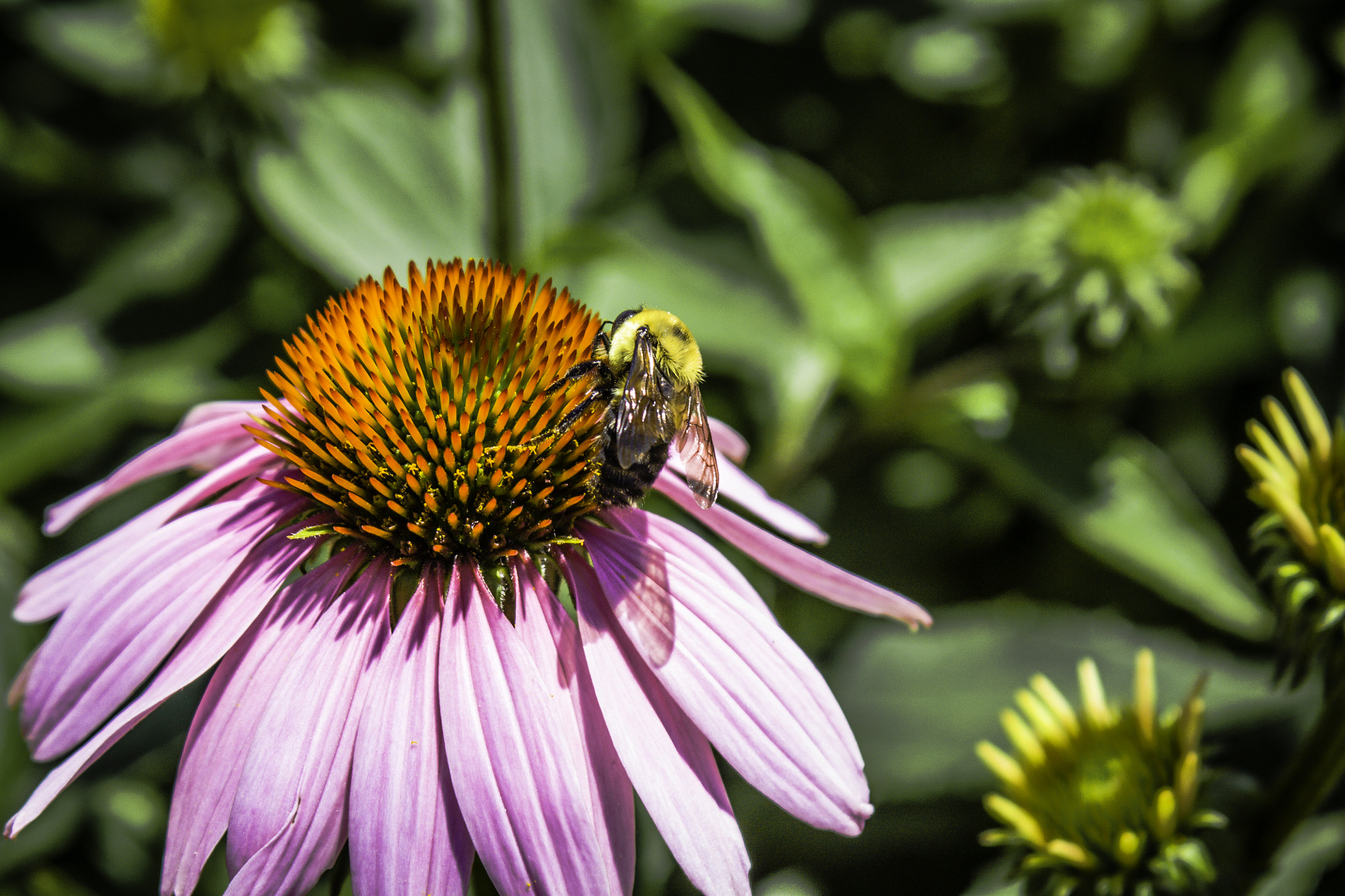 Canon EF 28-90mm f/4-5.6 sample photo