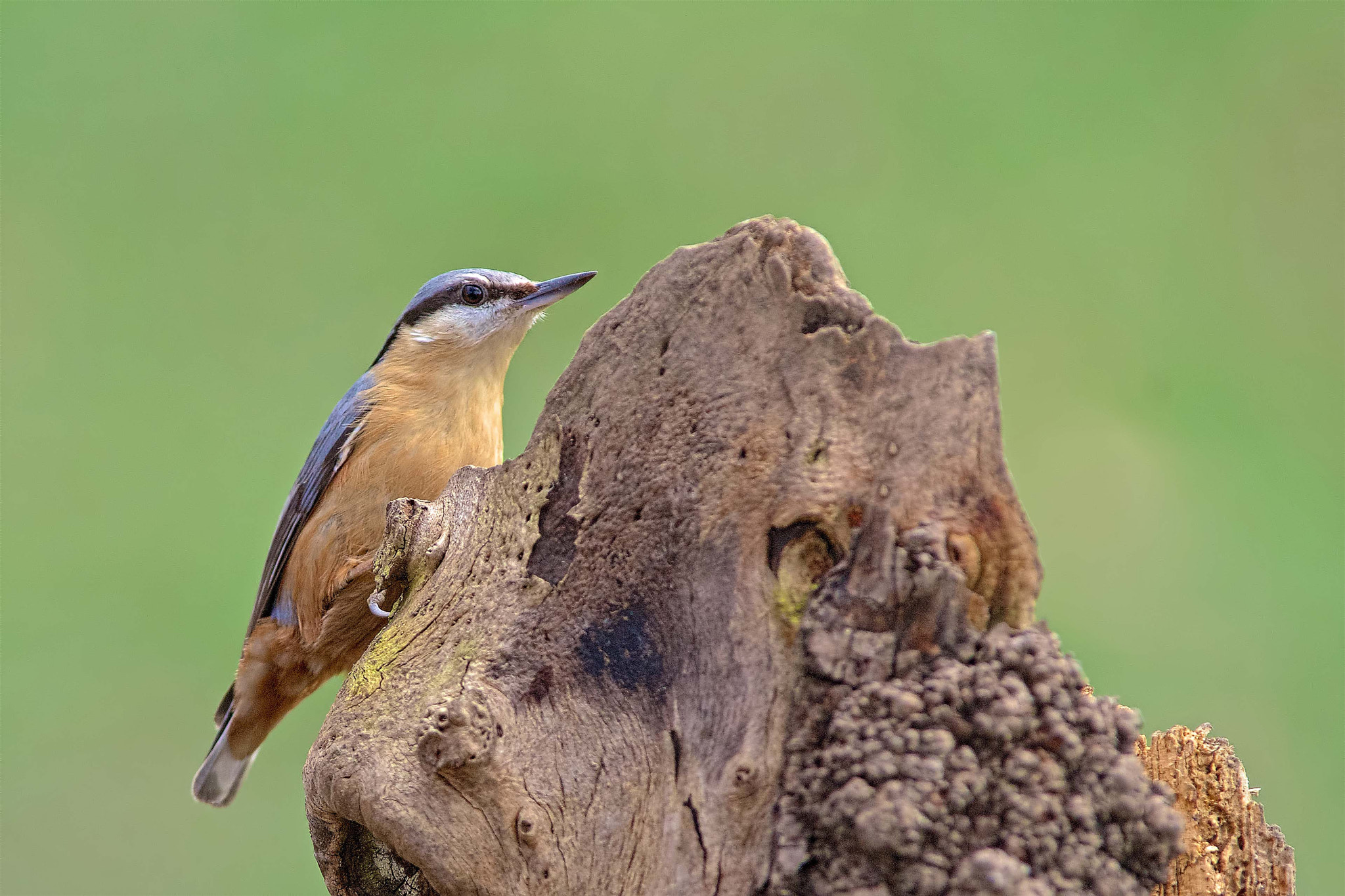 Minolta AF 400mm F4.5 HS-APO G sample photo. Nuthatch photography