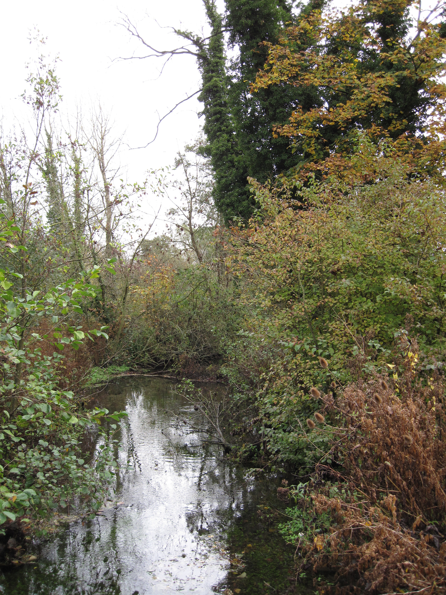Canon PowerShot SD990 IS (Digital IXUS 980 IS / IXY Digital 3000 IS) sample photo. Autumn stream photography