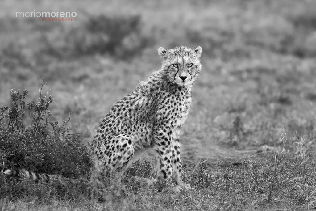 Canon EF 300mm F2.8L IS USM sample photo. Ndutu cheetah cub photography