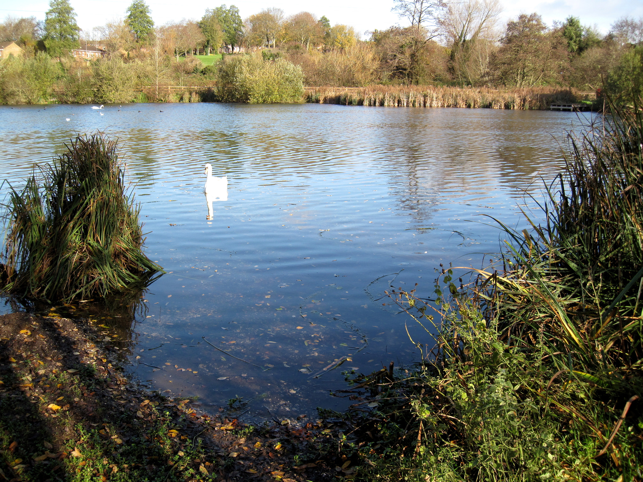 Canon PowerShot SD990 IS (Digital IXUS 980 IS / IXY Digital 3000 IS) sample photo. Swan lake photography