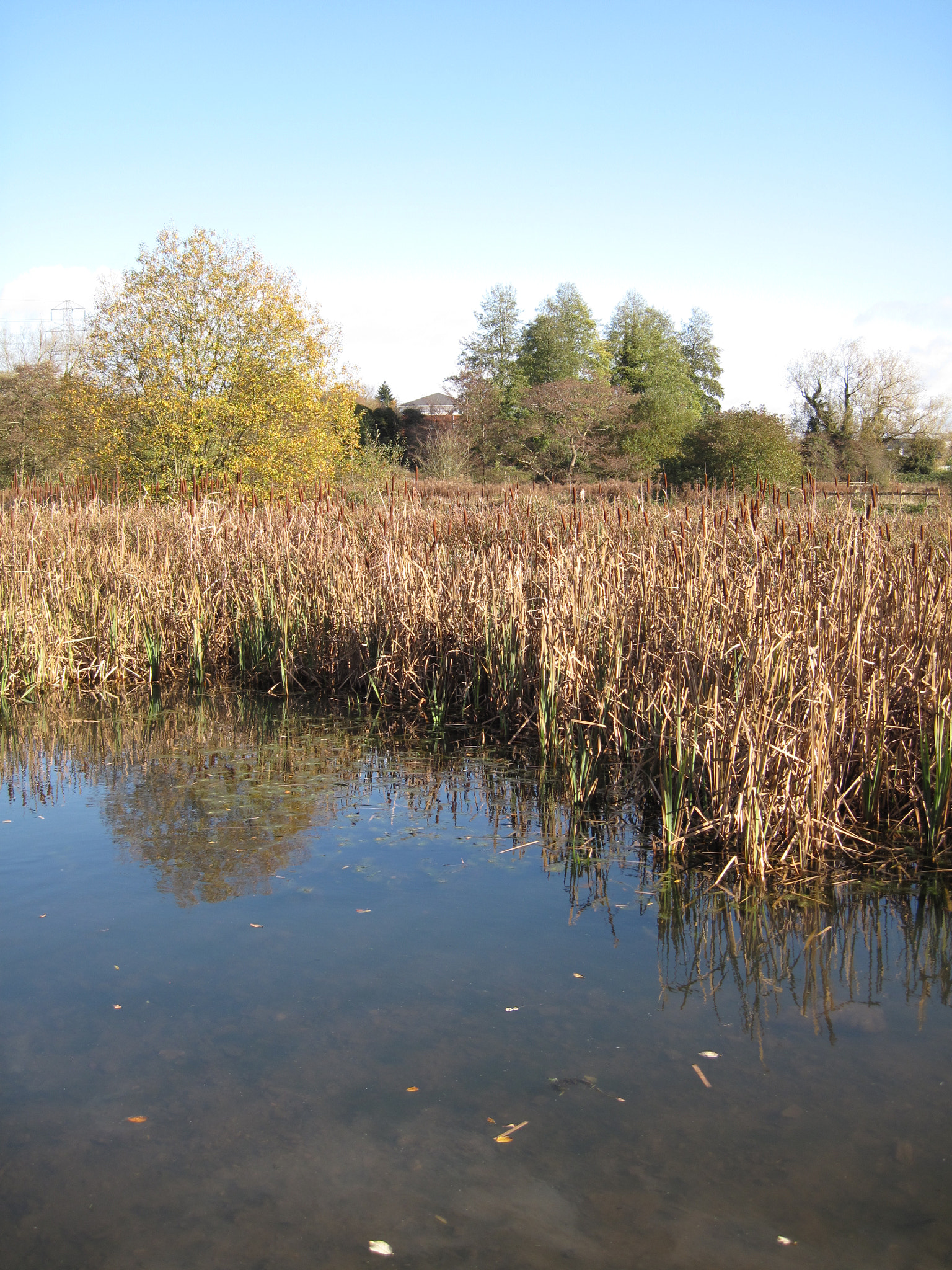 Canon PowerShot SD990 IS (Digital IXUS 980 IS / IXY Digital 3000 IS) sample photo. Reedmace photography