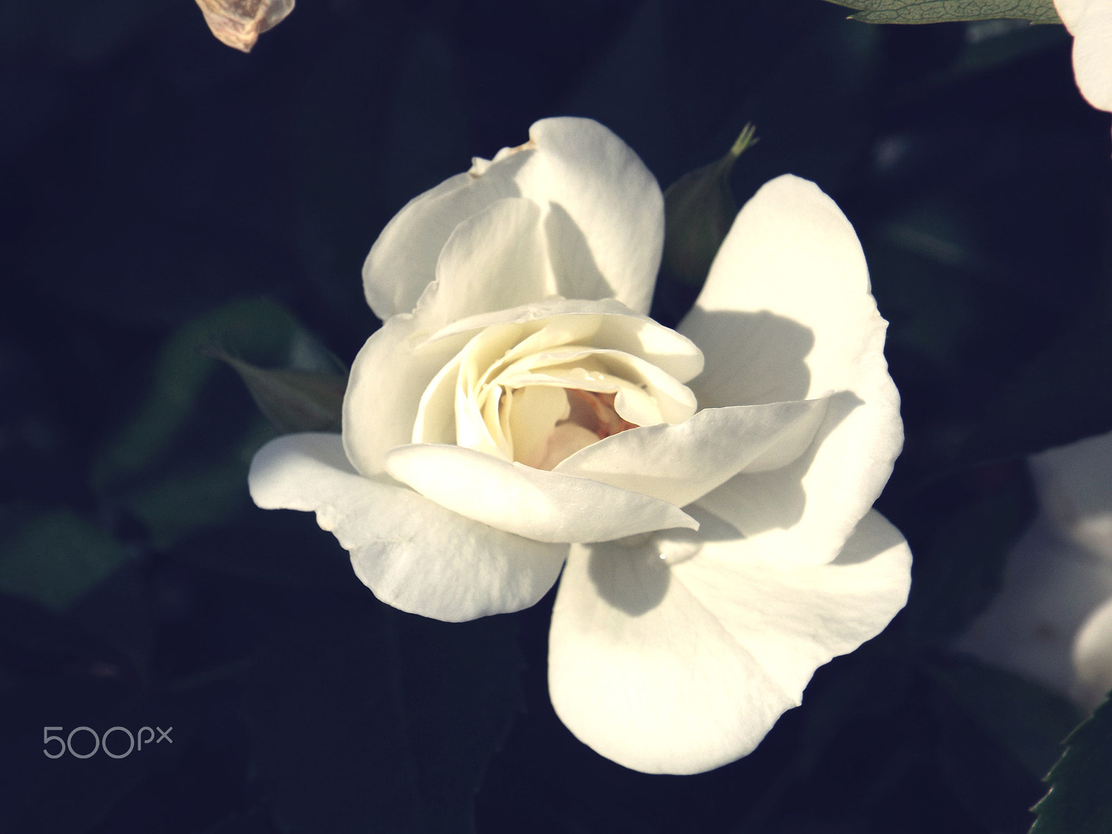 Fujifilm FinePix S4850 sample photo. White flower central new york photography