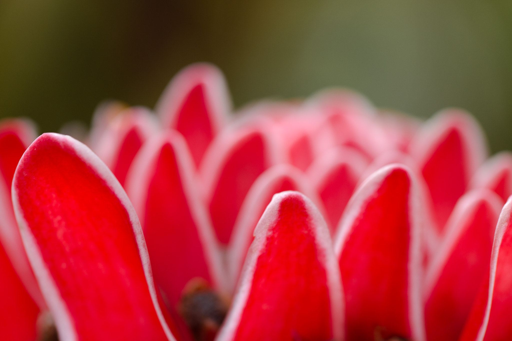 Canon EOS 70D + Tamron SP AF 60mm F2 Di II LD IF Macro sample photo. Ginger flower macro petals photography