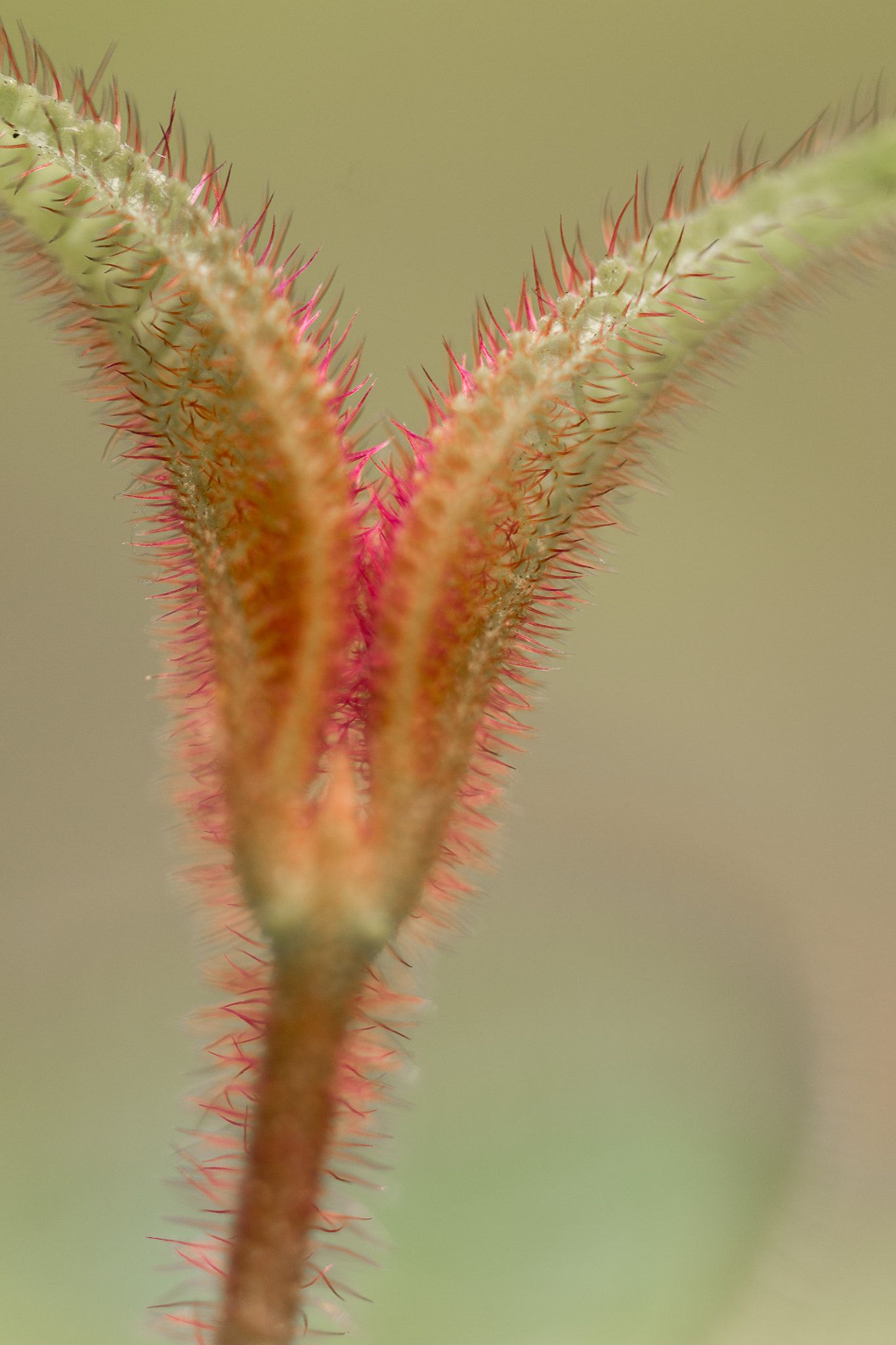 Tamron SP AF 60mm F2 Di II LD IF Macro sample photo. Leaves with spines photography