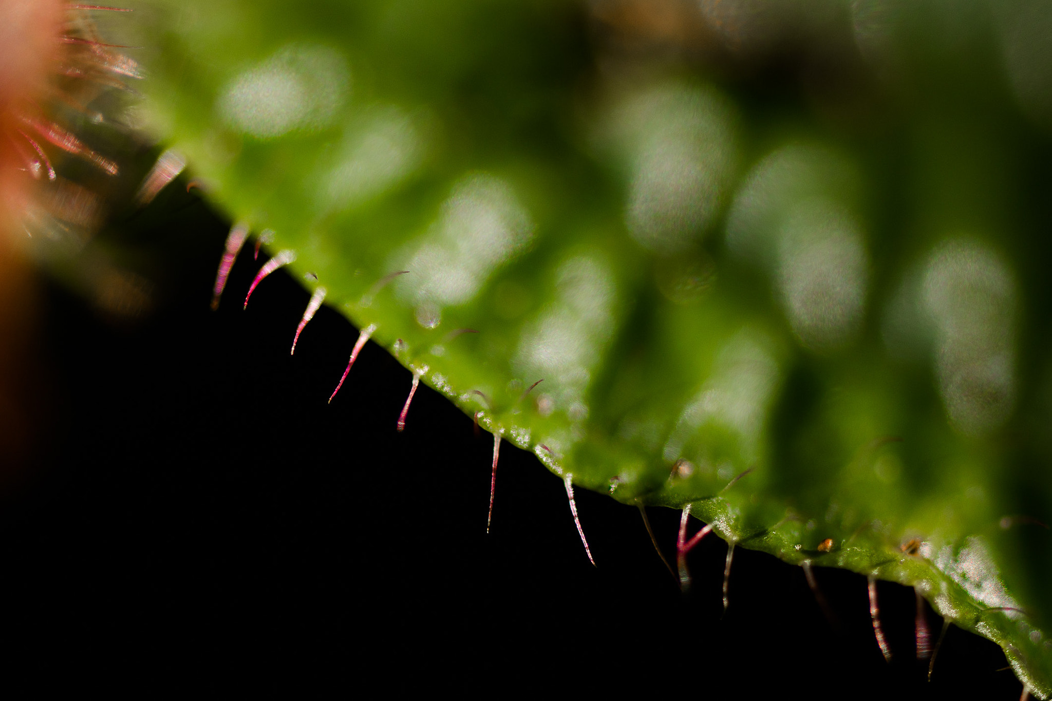 Tamron SP AF 60mm F2 Di II LD IF Macro sample photo. Leaf edge spines photography