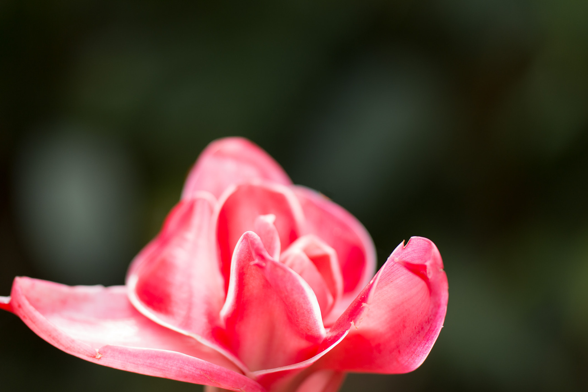 Tamron SP AF 60mm F2 Di II LD IF Macro sample photo. Pink flower long petal photography