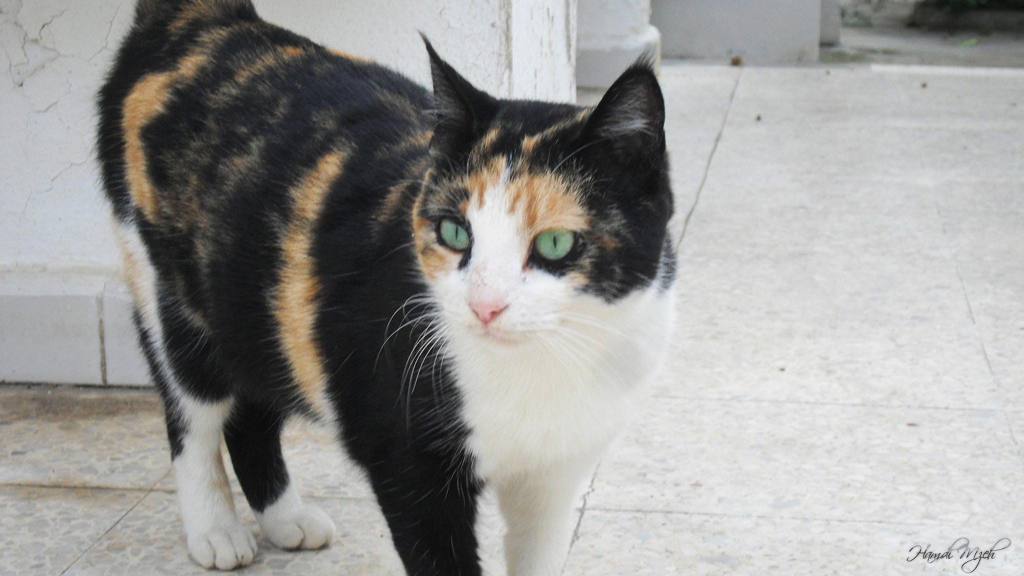 Samsung ST500 /  ST510 / VLUU ST500 /  TL220 sample photo. Green eyes cat photography