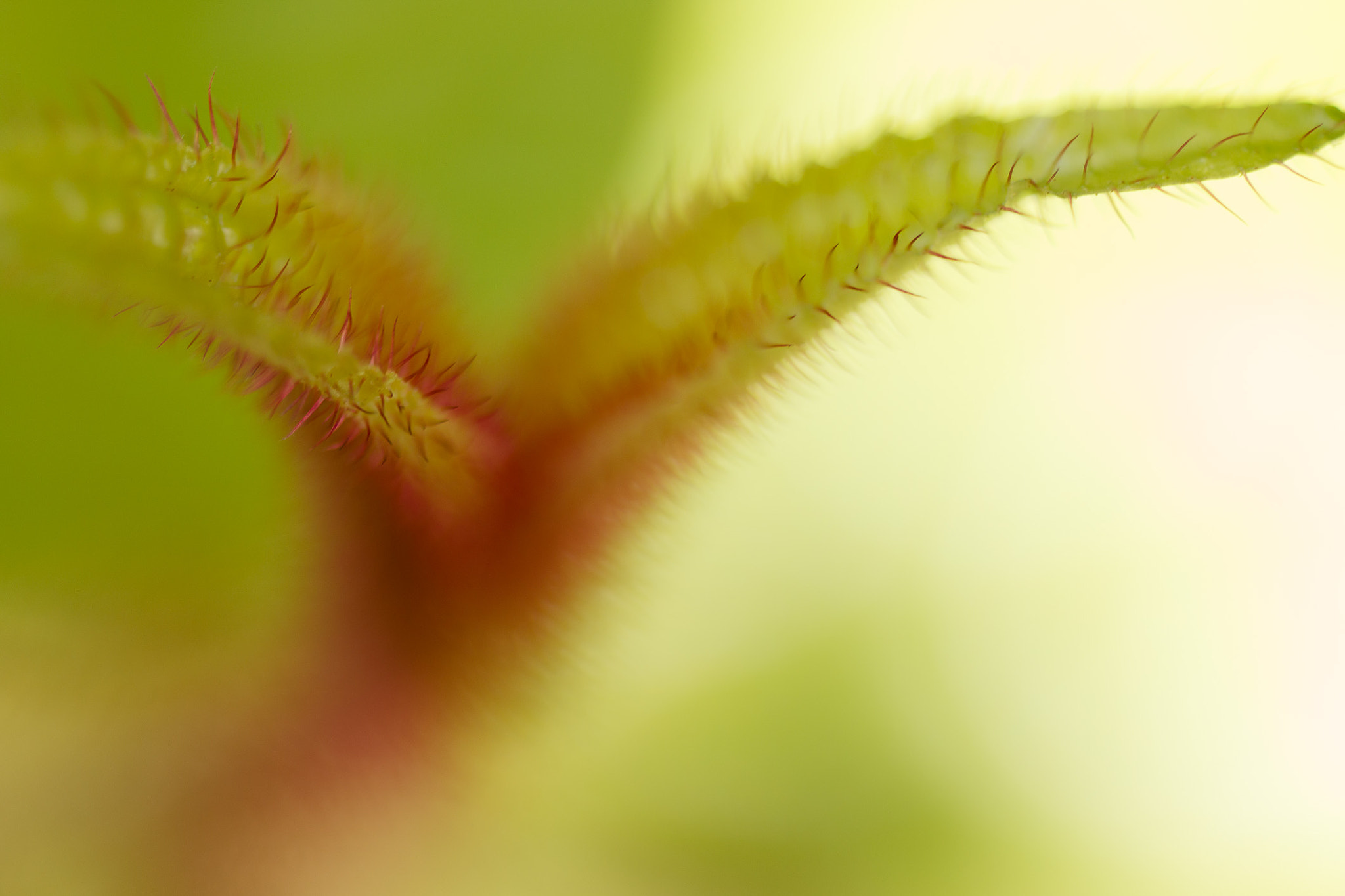 Tamron SP AF 60mm F2 Di II LD IF Macro sample photo. Pointy leaf spikes photography