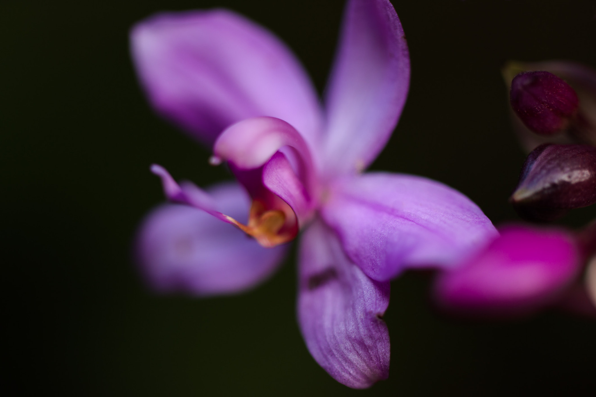Tamron SP AF 60mm F2 Di II LD IF Macro sample photo. Purple flower photography