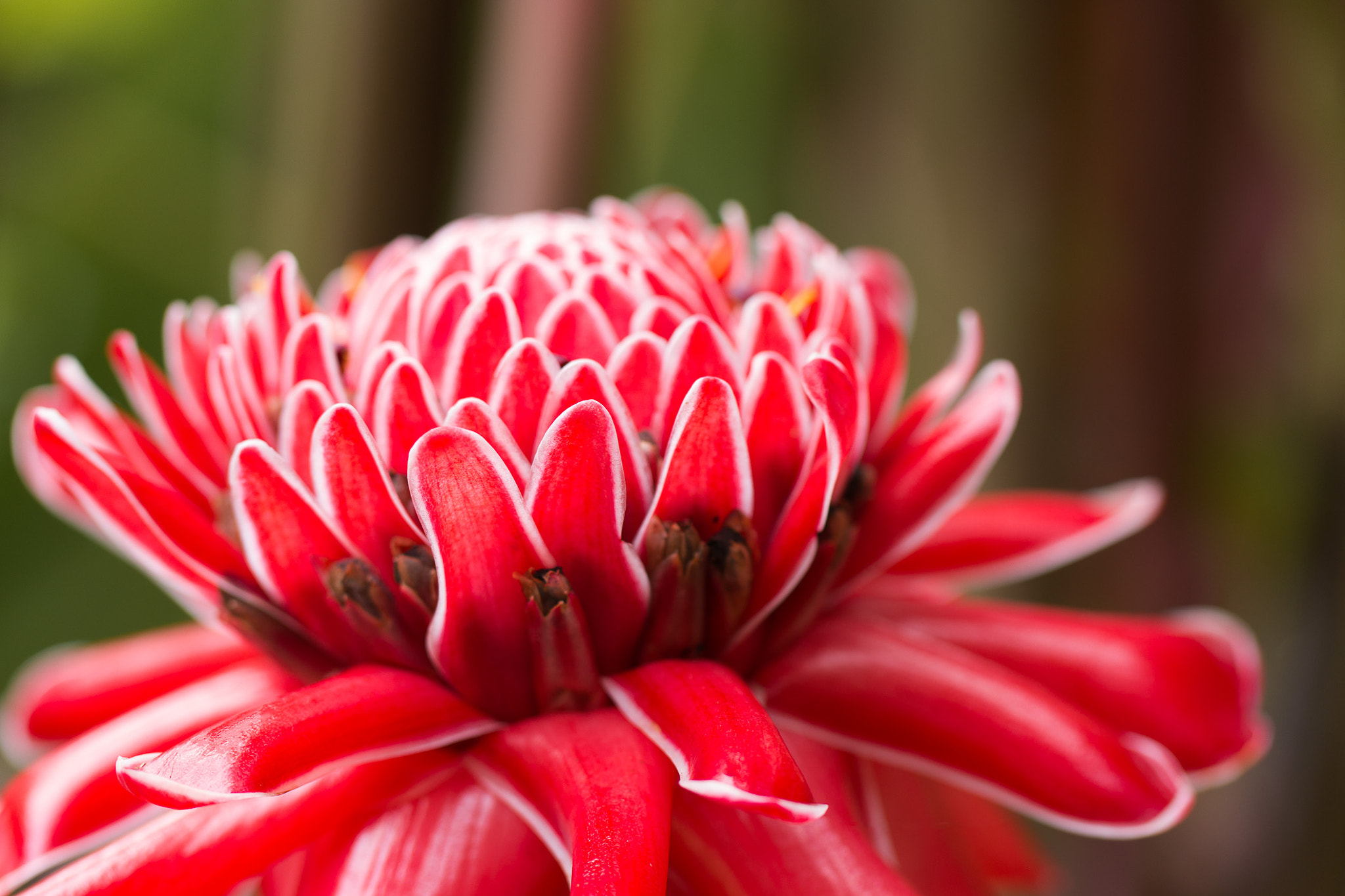 Canon EOS 70D + Tamron SP AF 60mm F2 Di II LD IF Macro sample photo. Ginger flower open photography