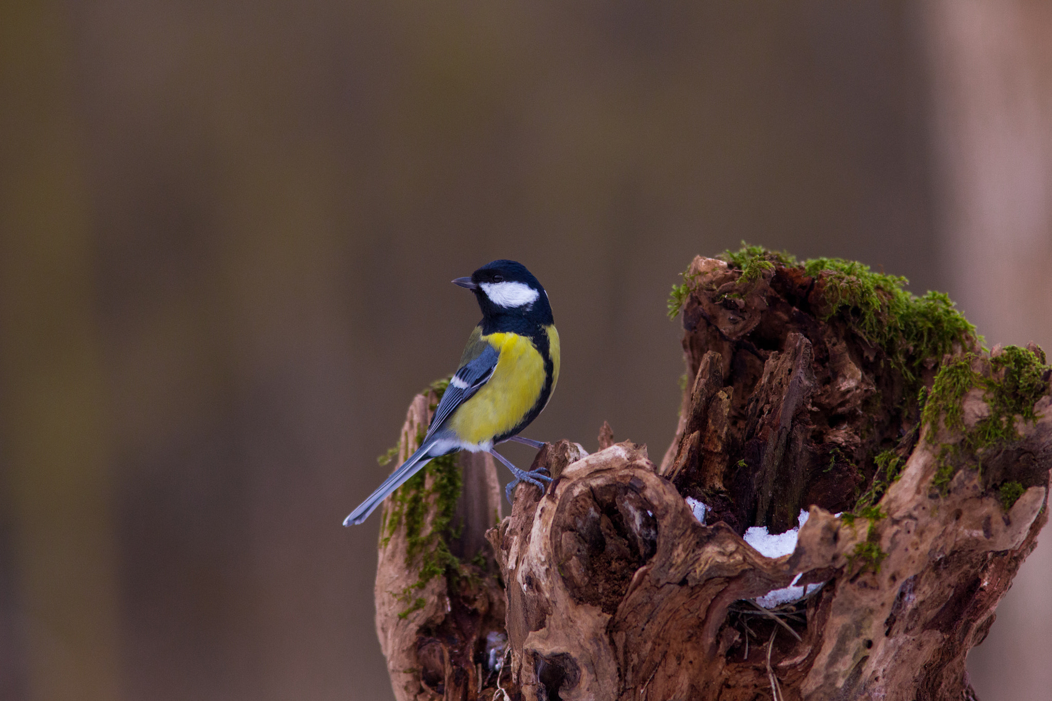 Canon EF 300mm F4L IS USM sample photo. Great tit photography
