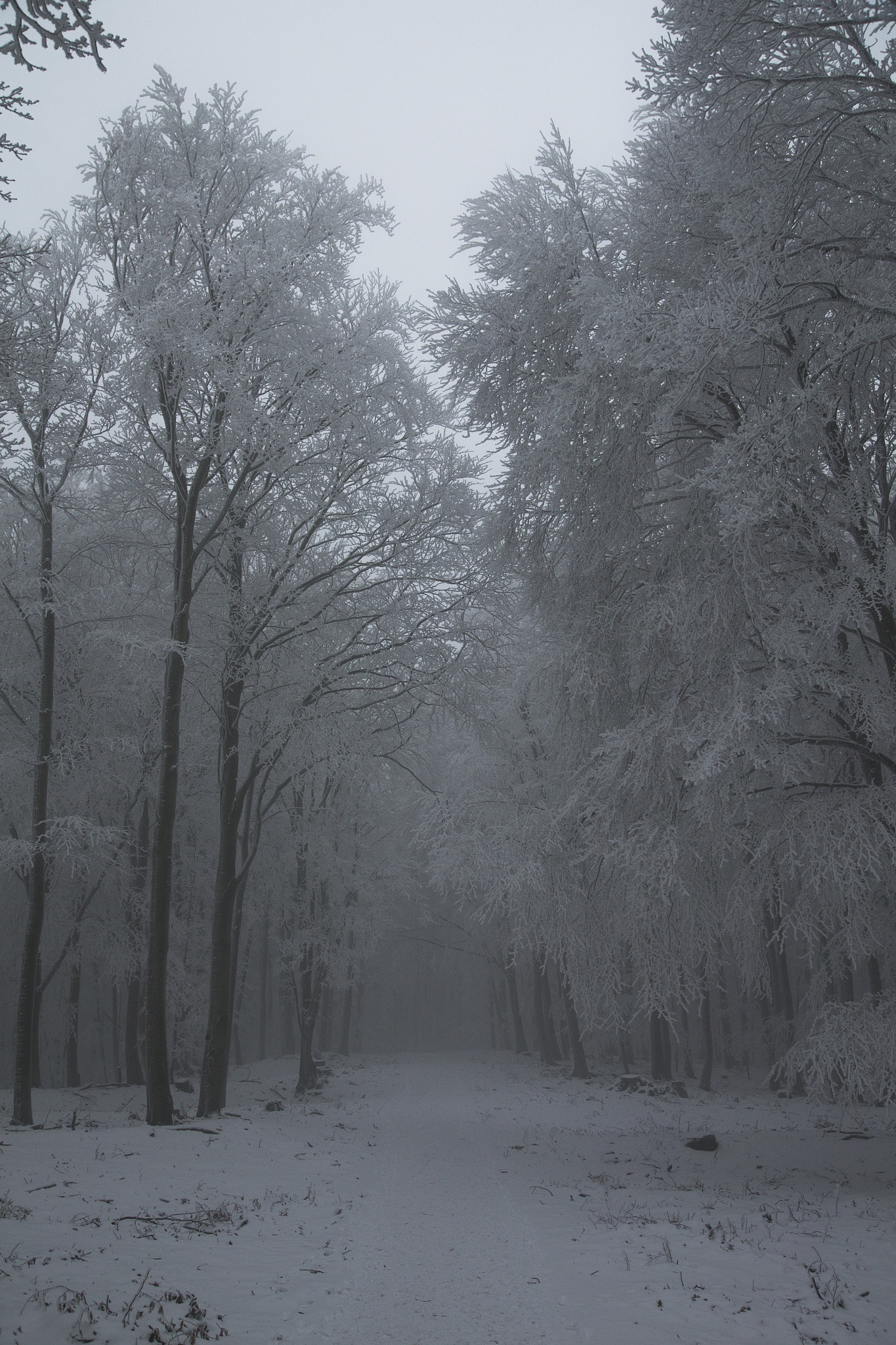 Sigma 24-105mm f/4 DG OS HSM | A sample photo. Wintertraum photography