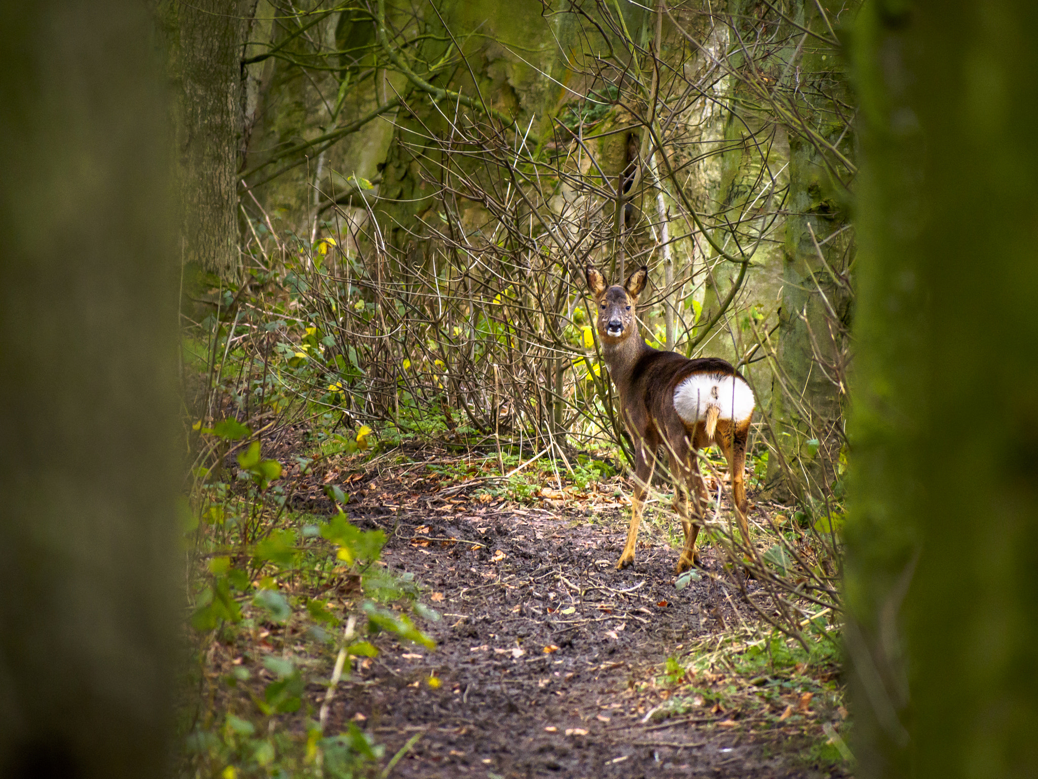 Olympus OM-D E-M5 sample photo. Does roe deer photography
