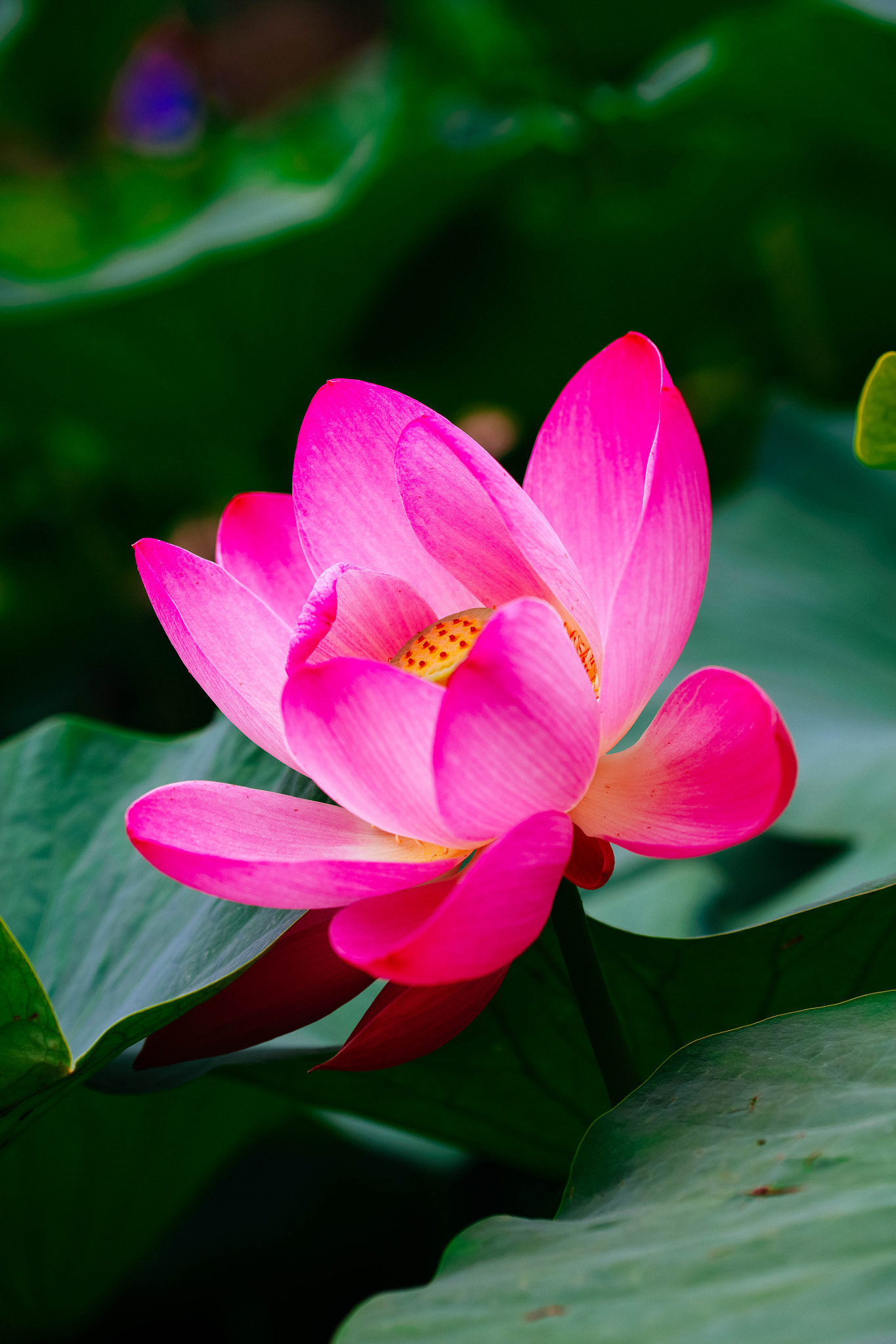 Canon EOS 5DS R sample photo. Ancient lotus photography