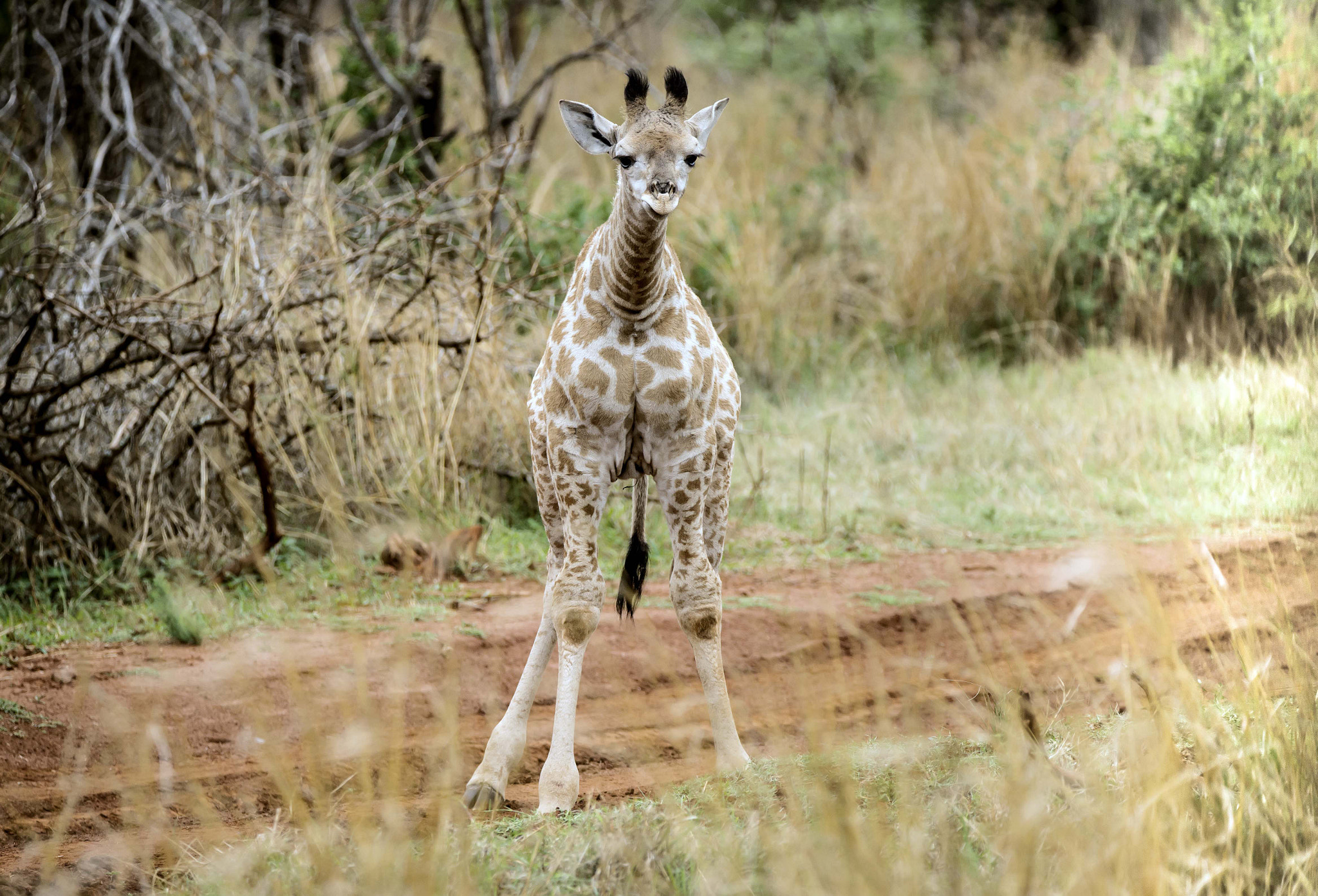 Nikon D4 sample photo. Baby giraffe photography