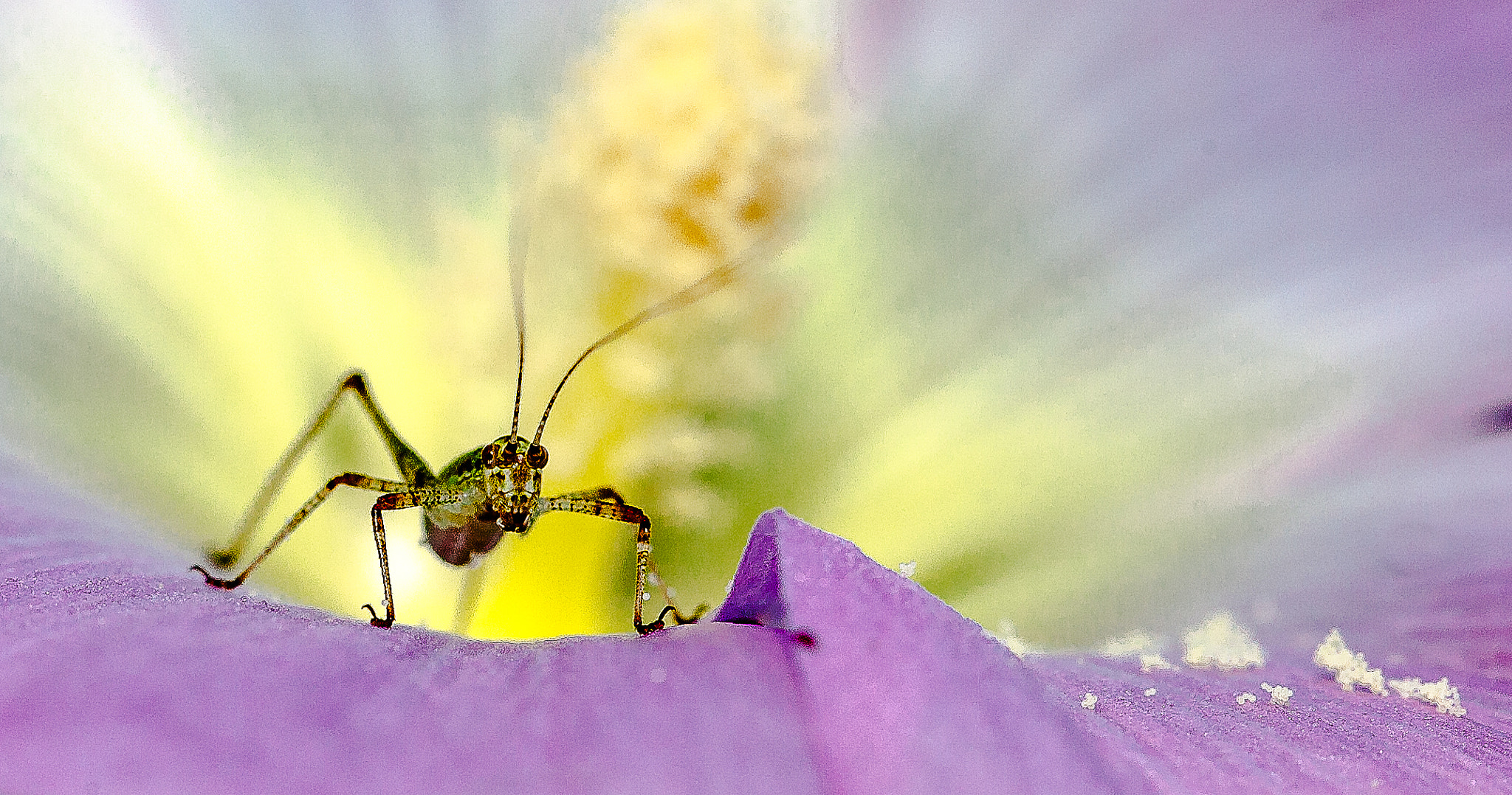 Canon EOS 5D + Canon EF 100mm F2.8L Macro IS USM sample photo. St photography