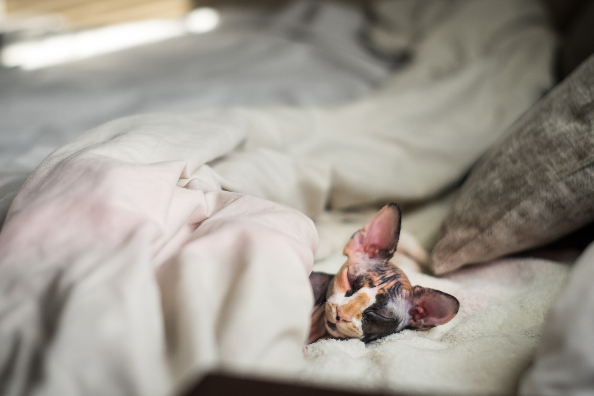 Sony a7 + Minolta AF 50mm F1.7 sample photo. Sleepy sphynx photography