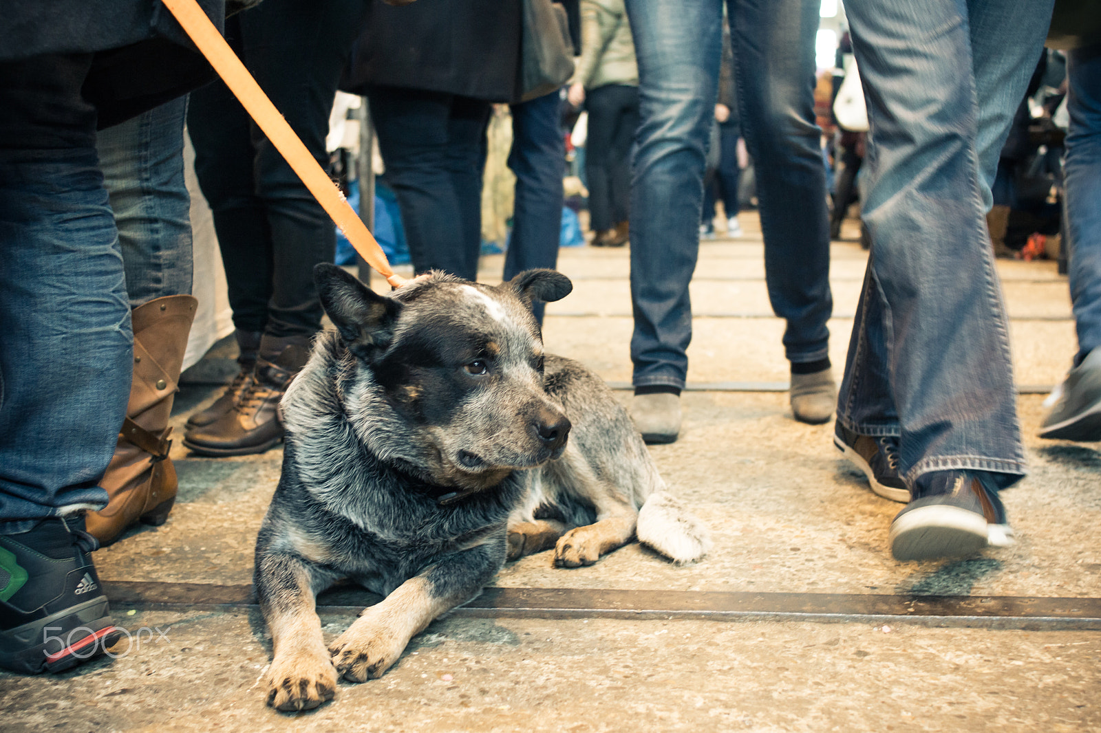 Sony Alpha NEX-7 + Sony 28mm F2.8 sample photo. Dog resting in a crowded covered marketi photography