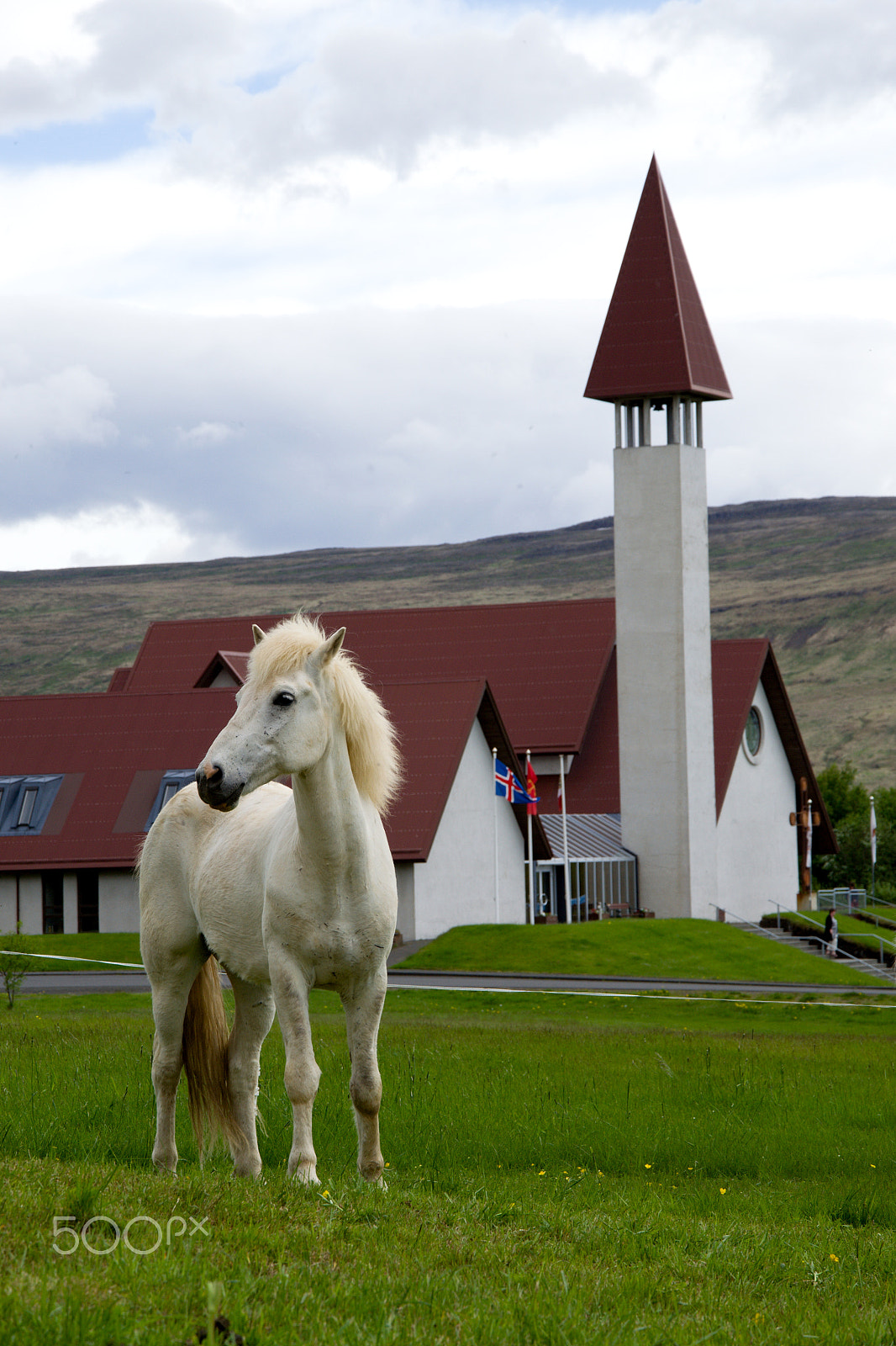 Nikon D3100 + 18.00 - 105.00 mm f/3.5 - 5.6 sample photo. Icelandic horse photography