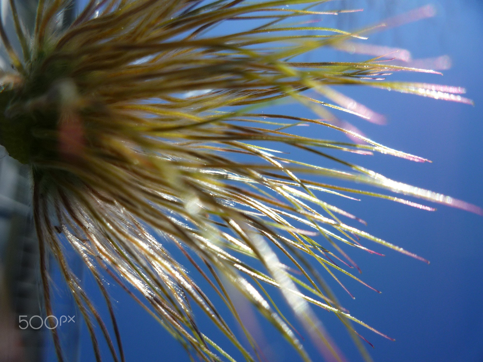 Panasonic DMC-FS5 sample photo. Flower photography