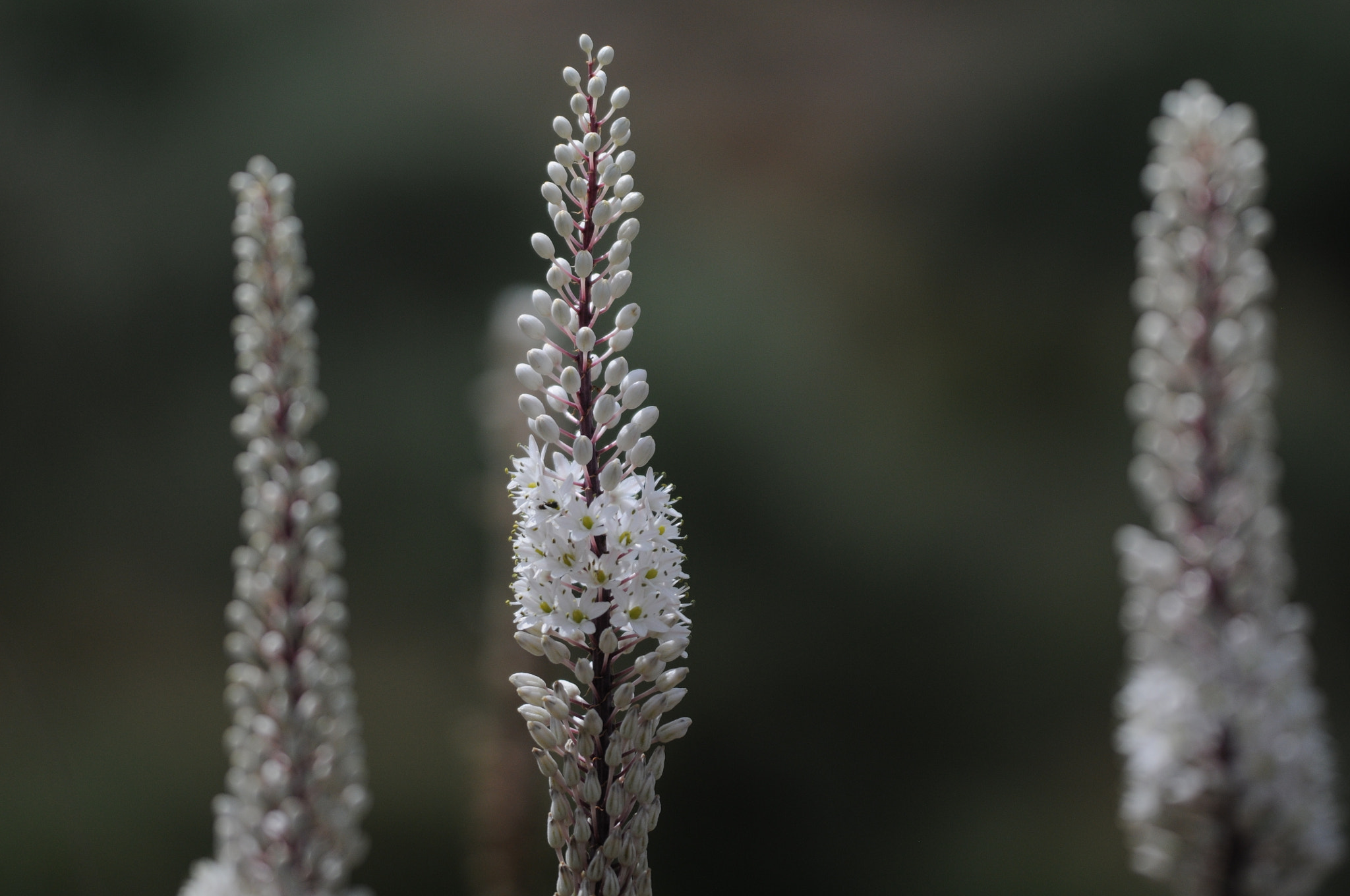 Sigma 150mm F2.8 EX DG Macro HSM sample photo. Kreta photography