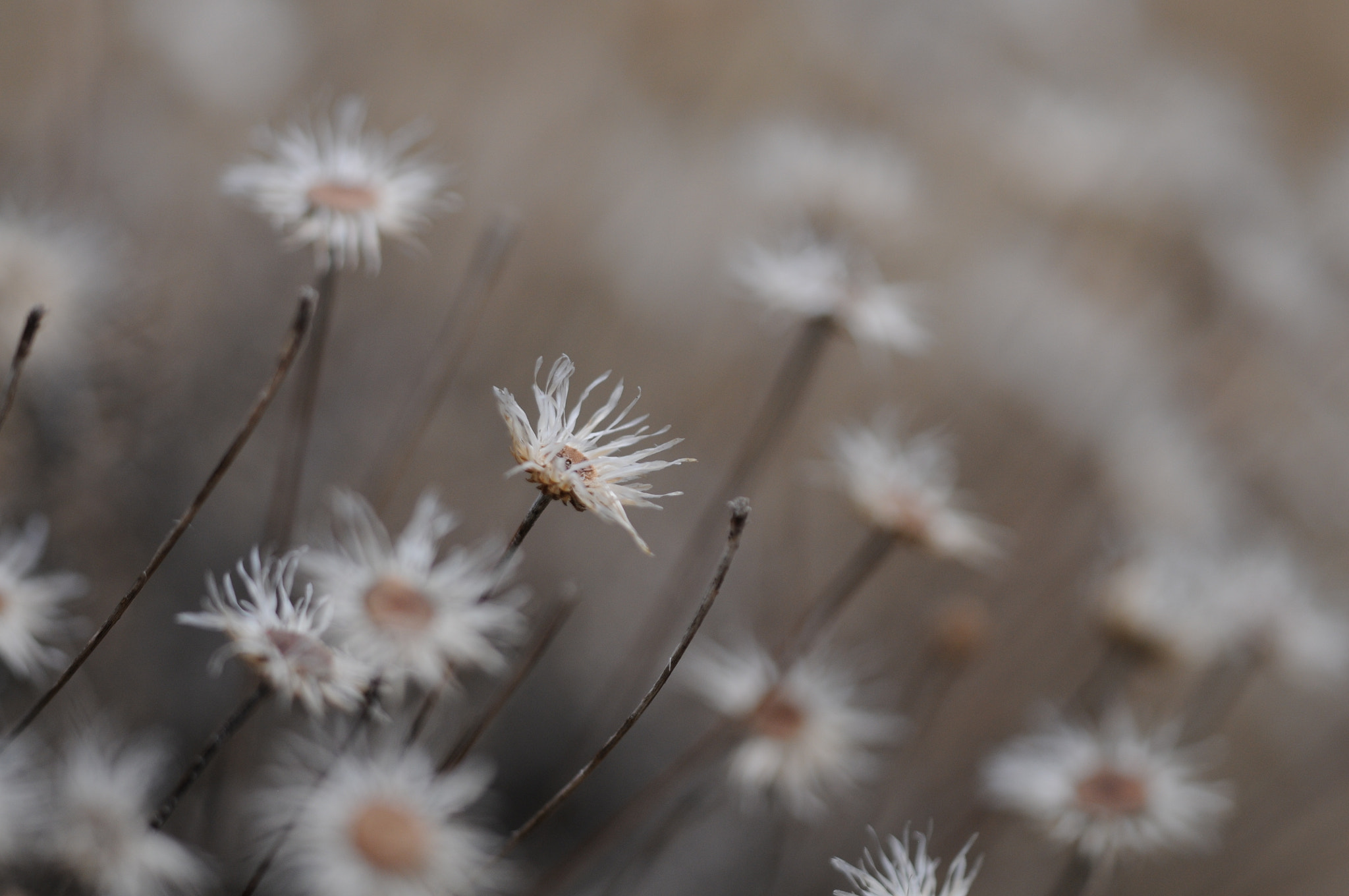 Sigma 150mm F2.8 EX DG Macro HSM sample photo. Kreta photography