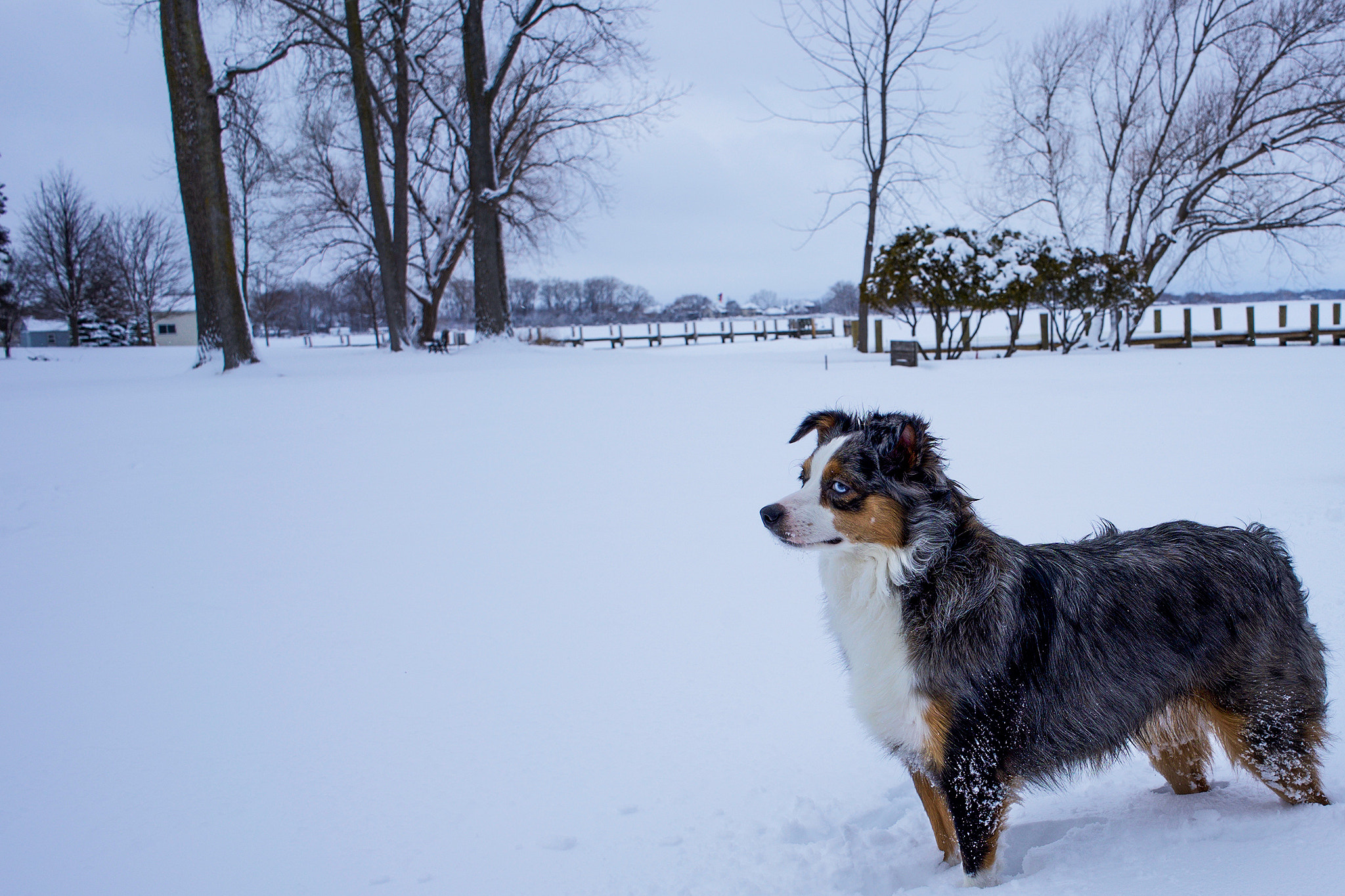 Sony a7 + Sony FE 28mm F2 sample photo. Snow aussie photography