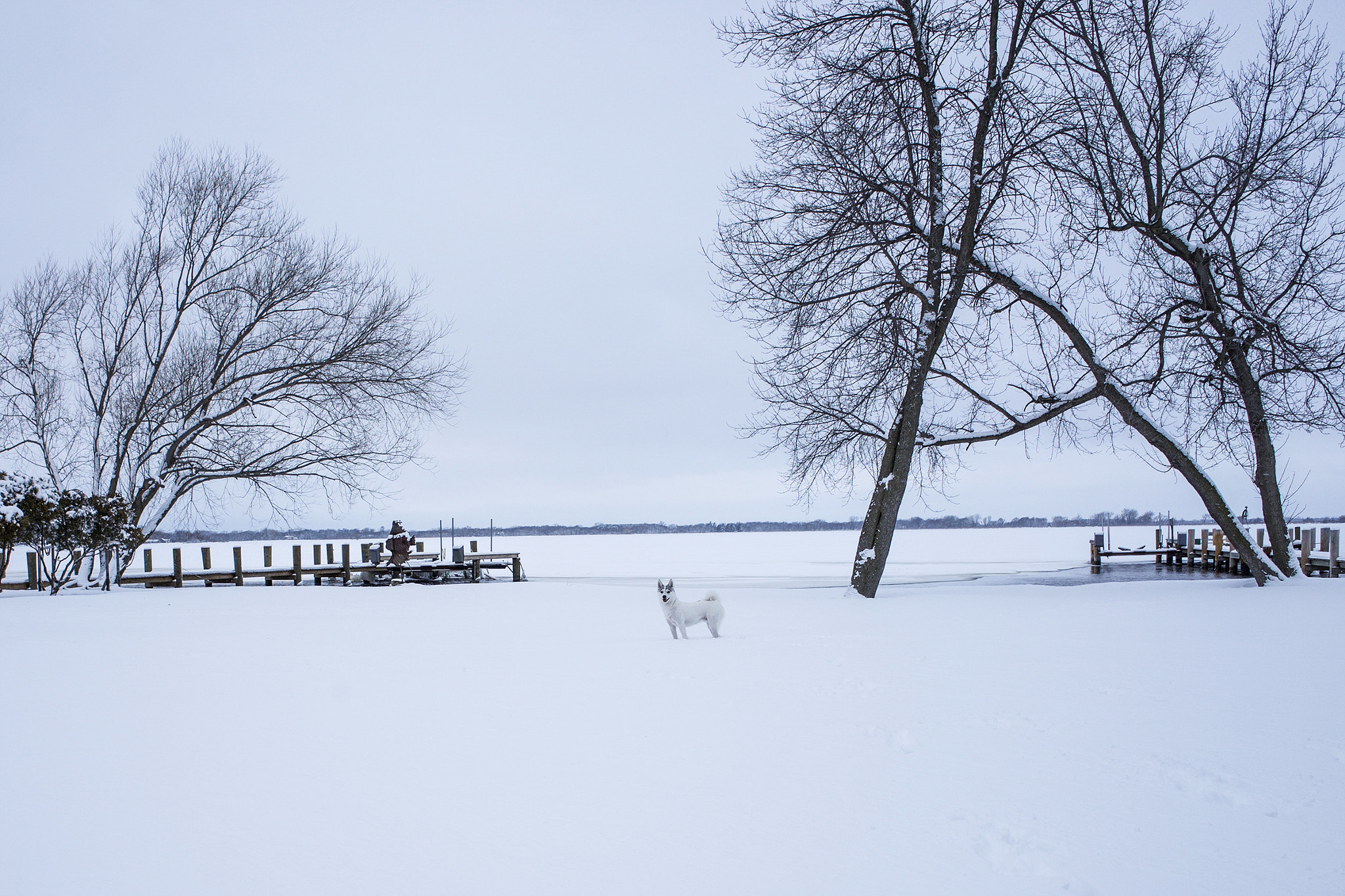 Sony a7 + Sony FE 28mm F2 sample photo. Tiny white dog in the snow photography