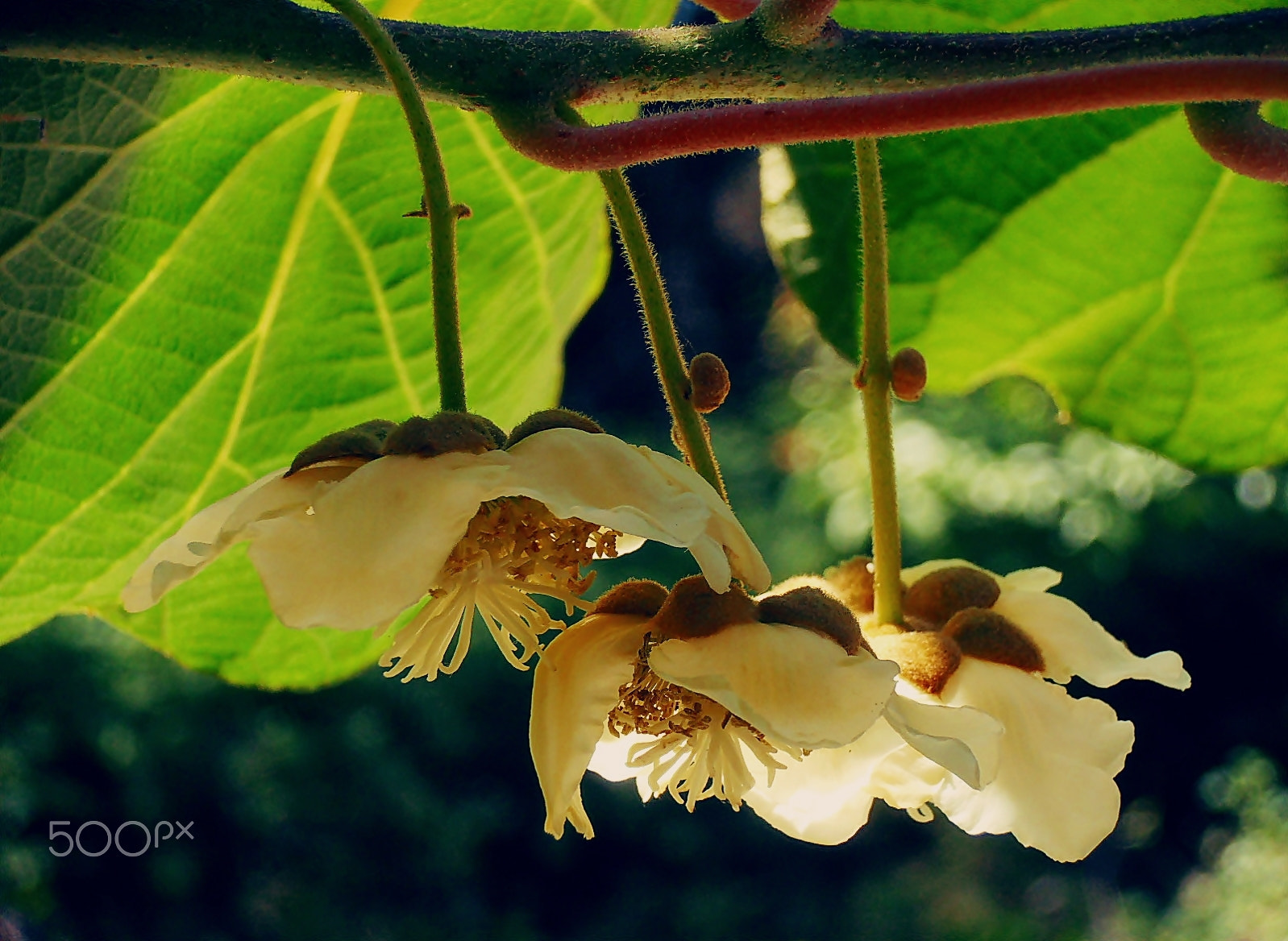 Olympus VR325,VR320,D725 sample photo. Kiwi flower photography