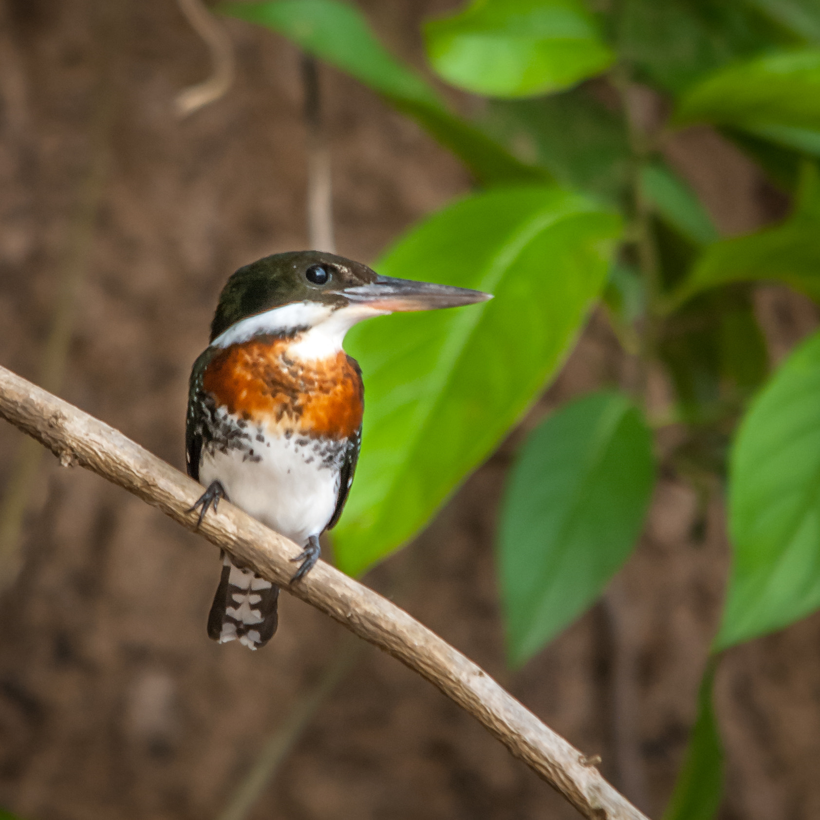 Sigma 150-500mm F5-6.3 DG OS HSM sample photo. Green kingfisher photography