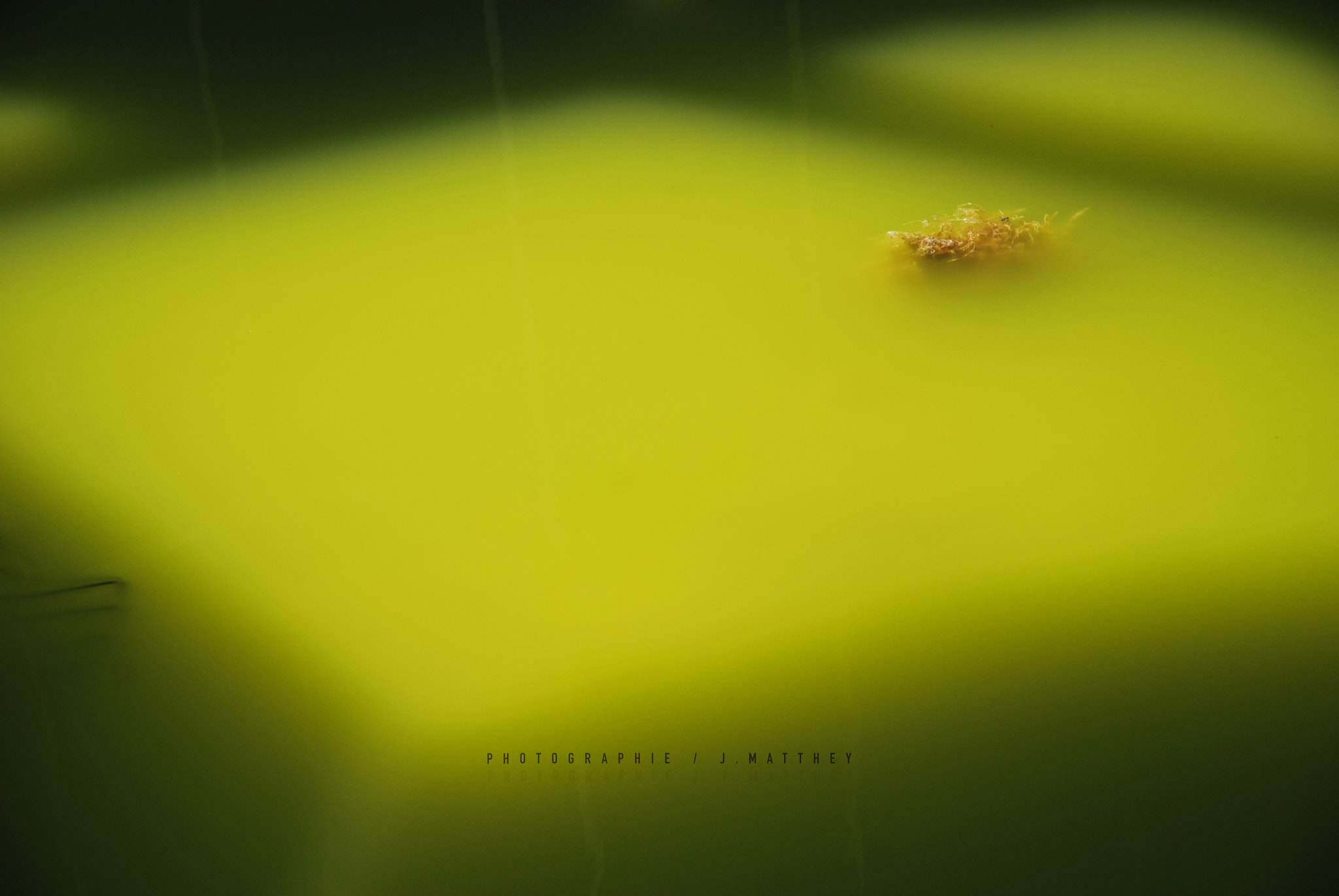 Nikon D60 sample photo. Ou-vert photography