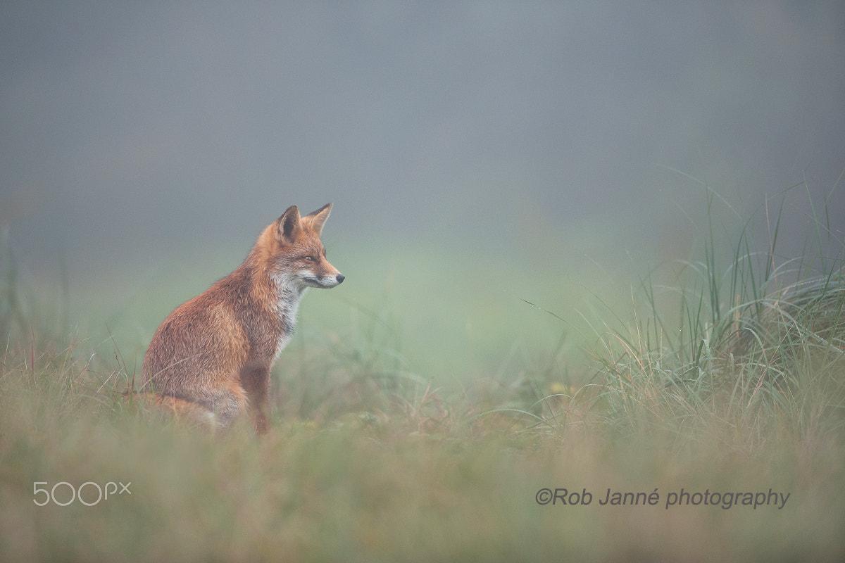 Nikon D700 + Nikon AF-S Nikkor 300mm F2.8G ED VR II sample photo. Foggy foxy photography