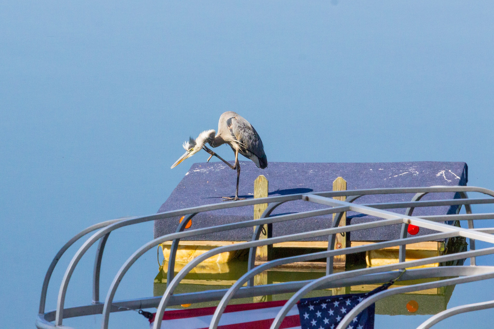 Canon EF-S 55-250mm F4-5.6 IS STM sample photo. Great blue heron photography