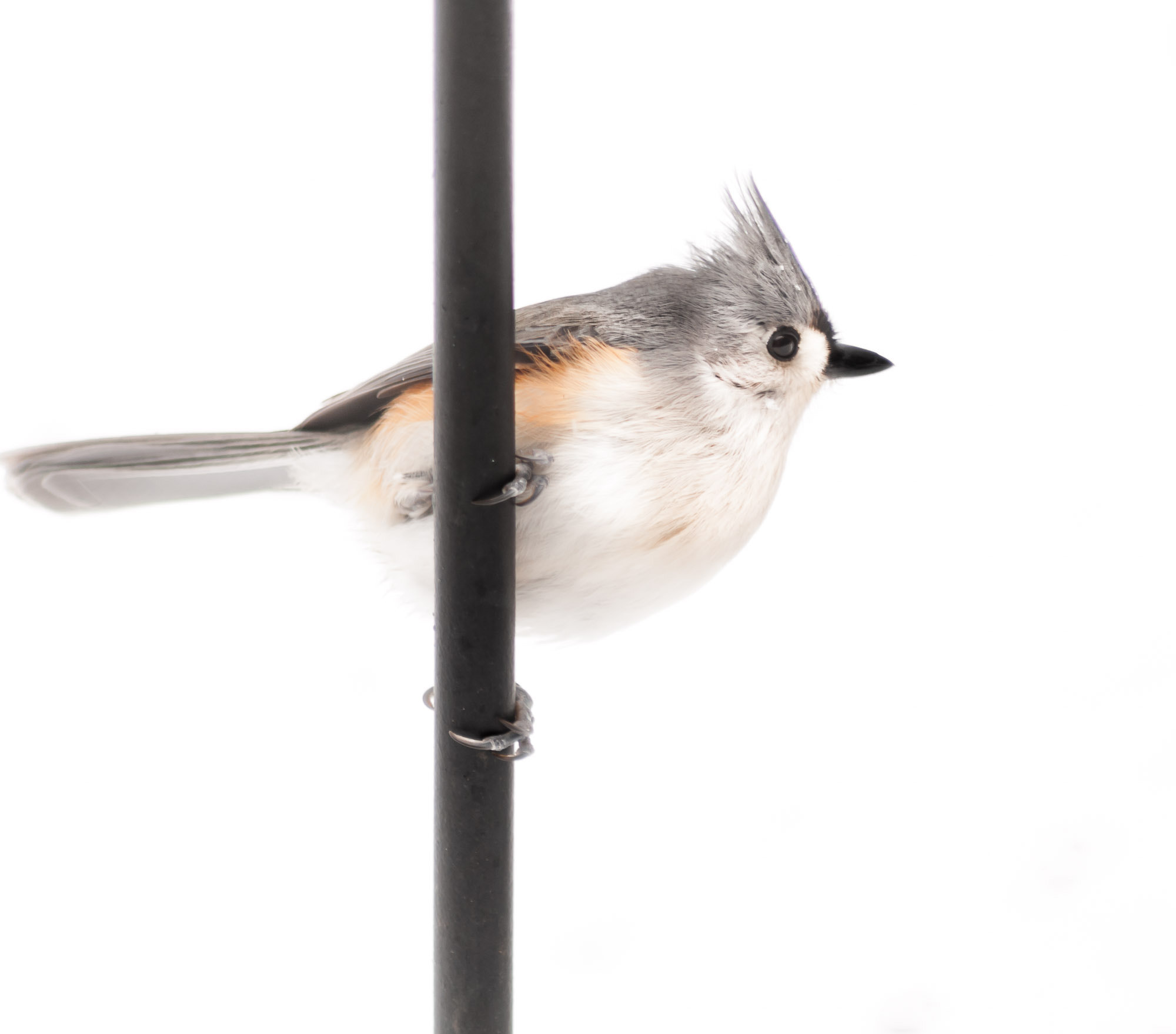 Sigma 70-300mm F4-5.6 APO DG Macro sample photo. The tufted titmouse photography