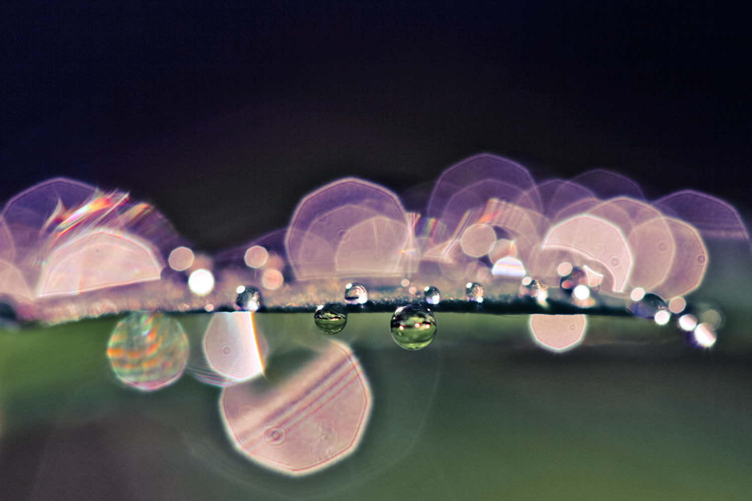 Canon EOS 7D + Canon EF 100mm F2.8 Macro USM sample photo. The hidden jeweled world photography