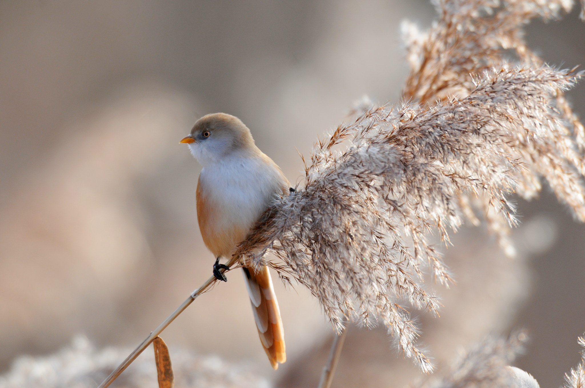 AF-S Nikkor 600mm f/4D IF-ED sample photo. Bearded tit female photography