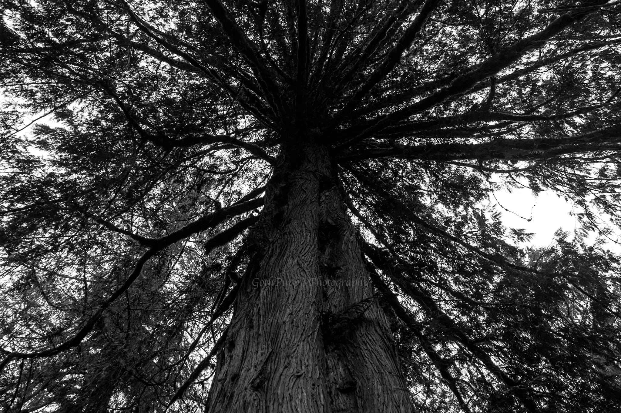 Nikon D4 sample photo. Big cedar tree photography