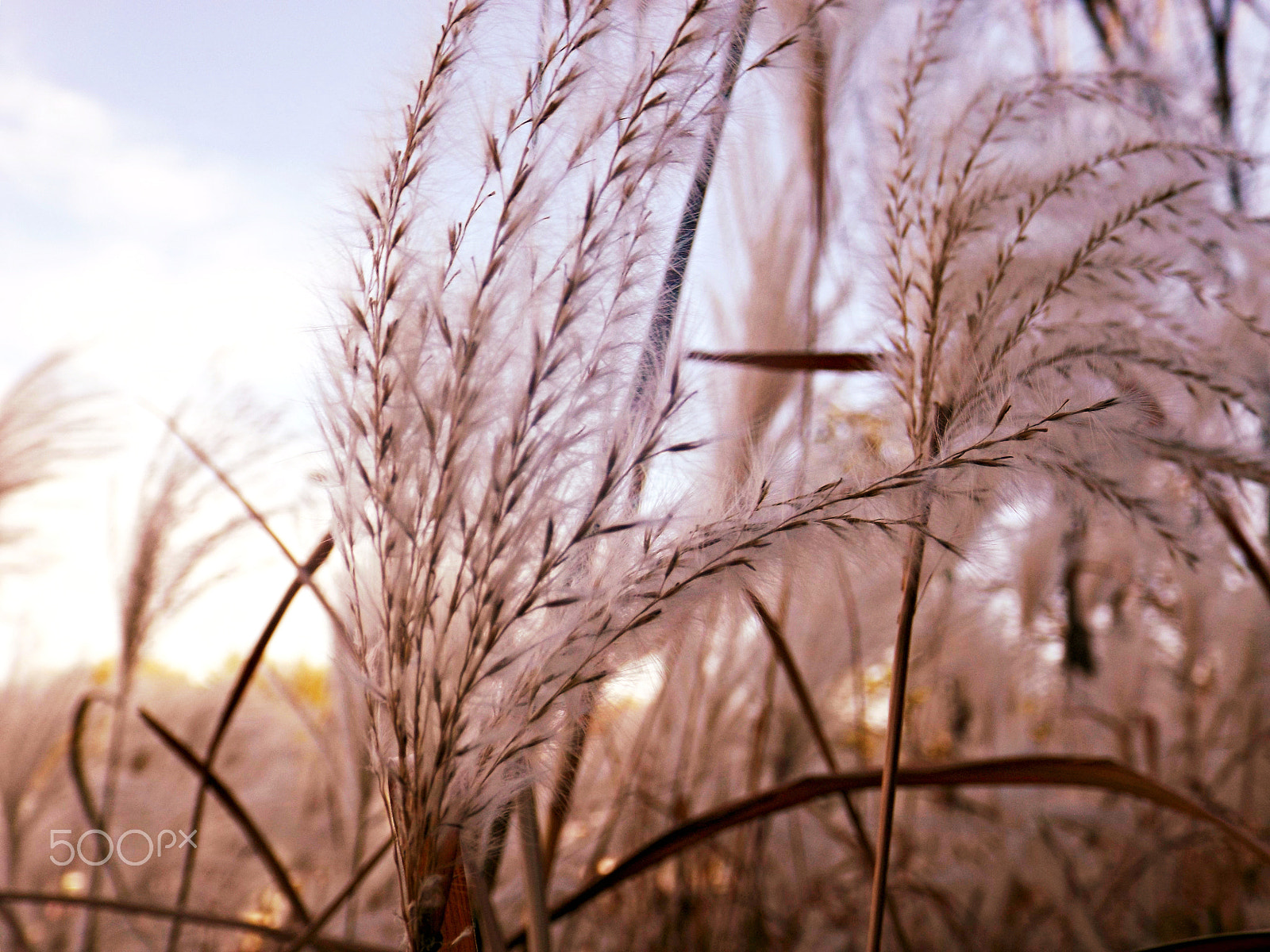 Fujifilm FinePix S4850 sample photo. Running through the grass photography