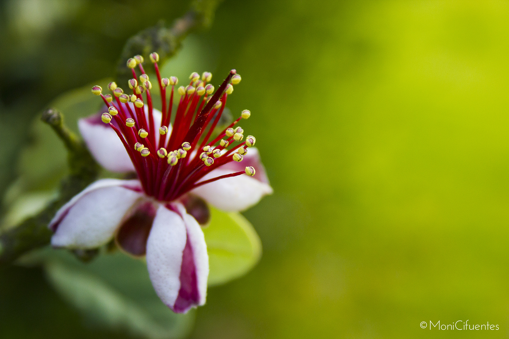 Canon EF-S 18-55mm F3.5-5.6 sample photo. Tell me with flowers photography