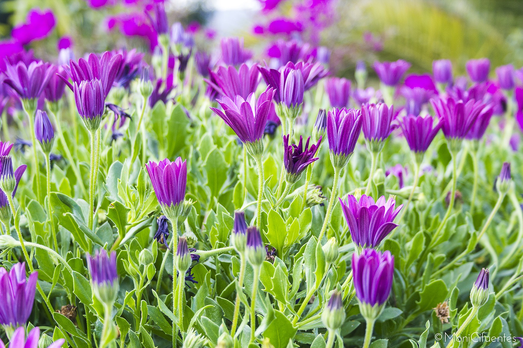 Canon EF-S 18-55mm F3.5-5.6 sample photo. Flowers photography
