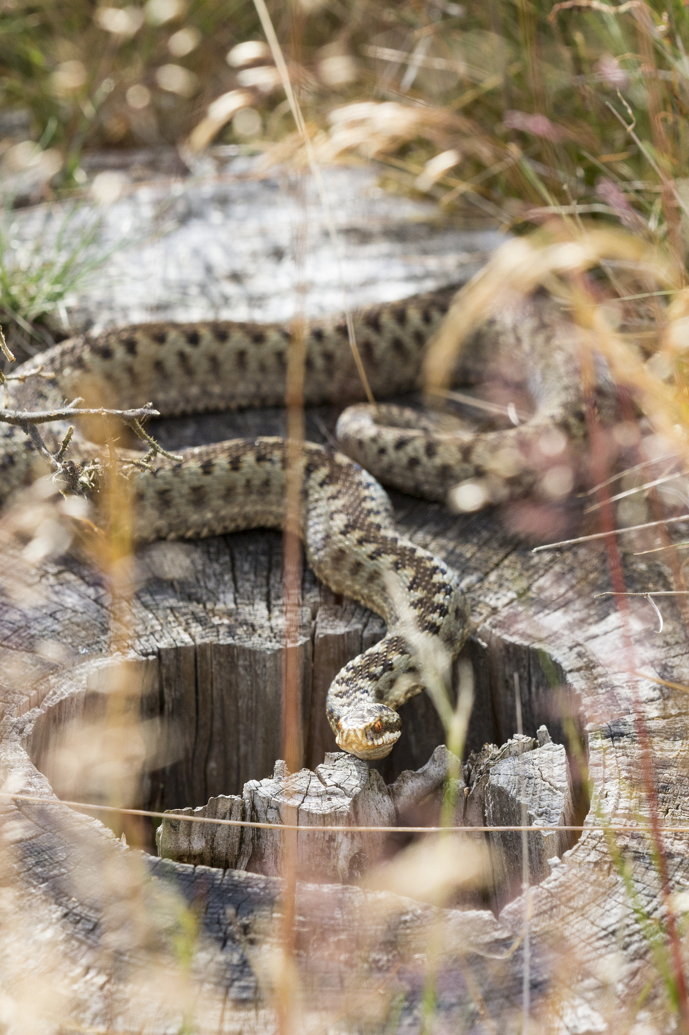 Canon EF 180mm F3.5L Macro USM sample photo. Adder photography