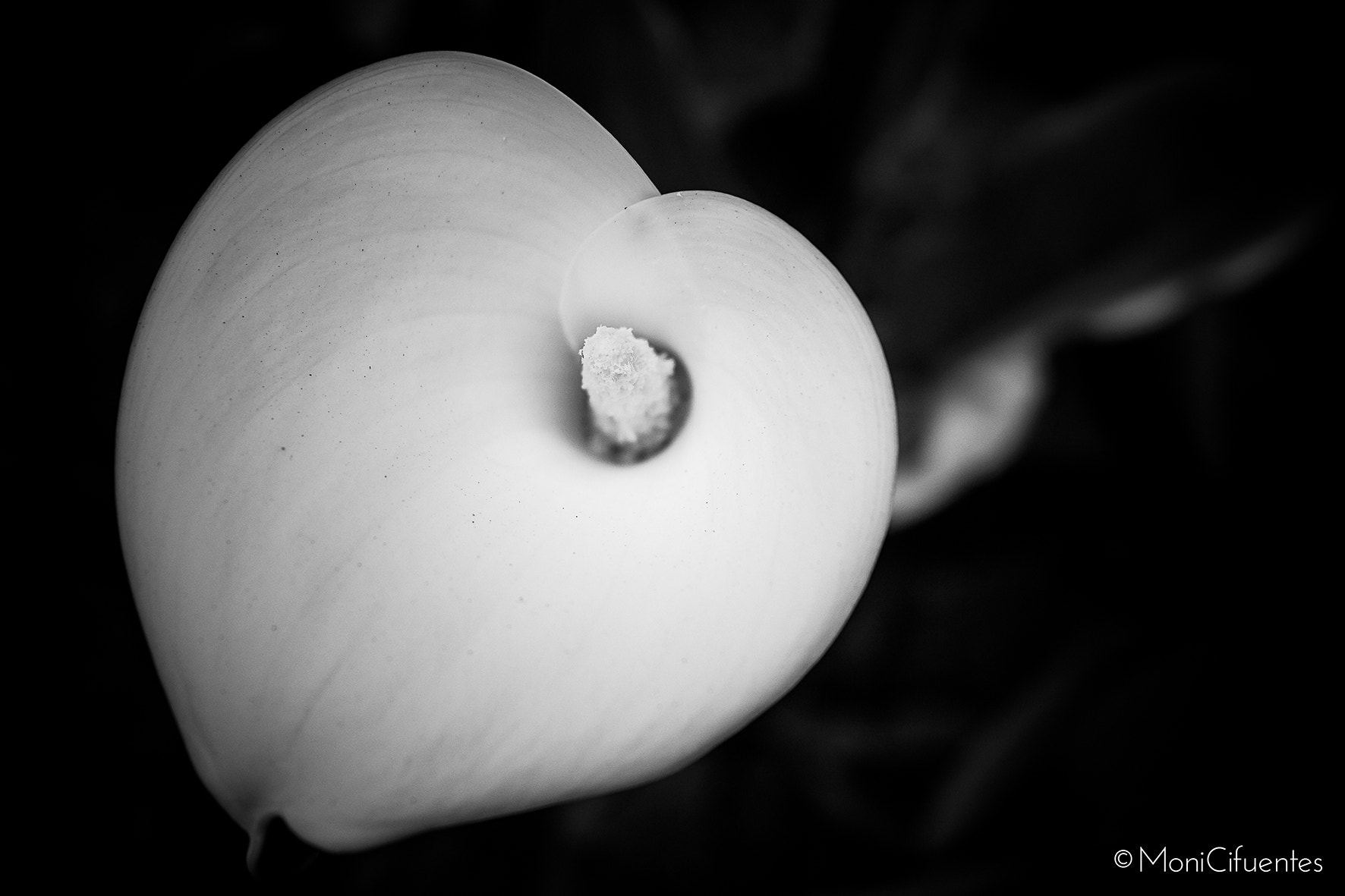 Canon EF-S 18-55mm F3.5-5.6 sample photo. Zantedeschia aethiopica photography