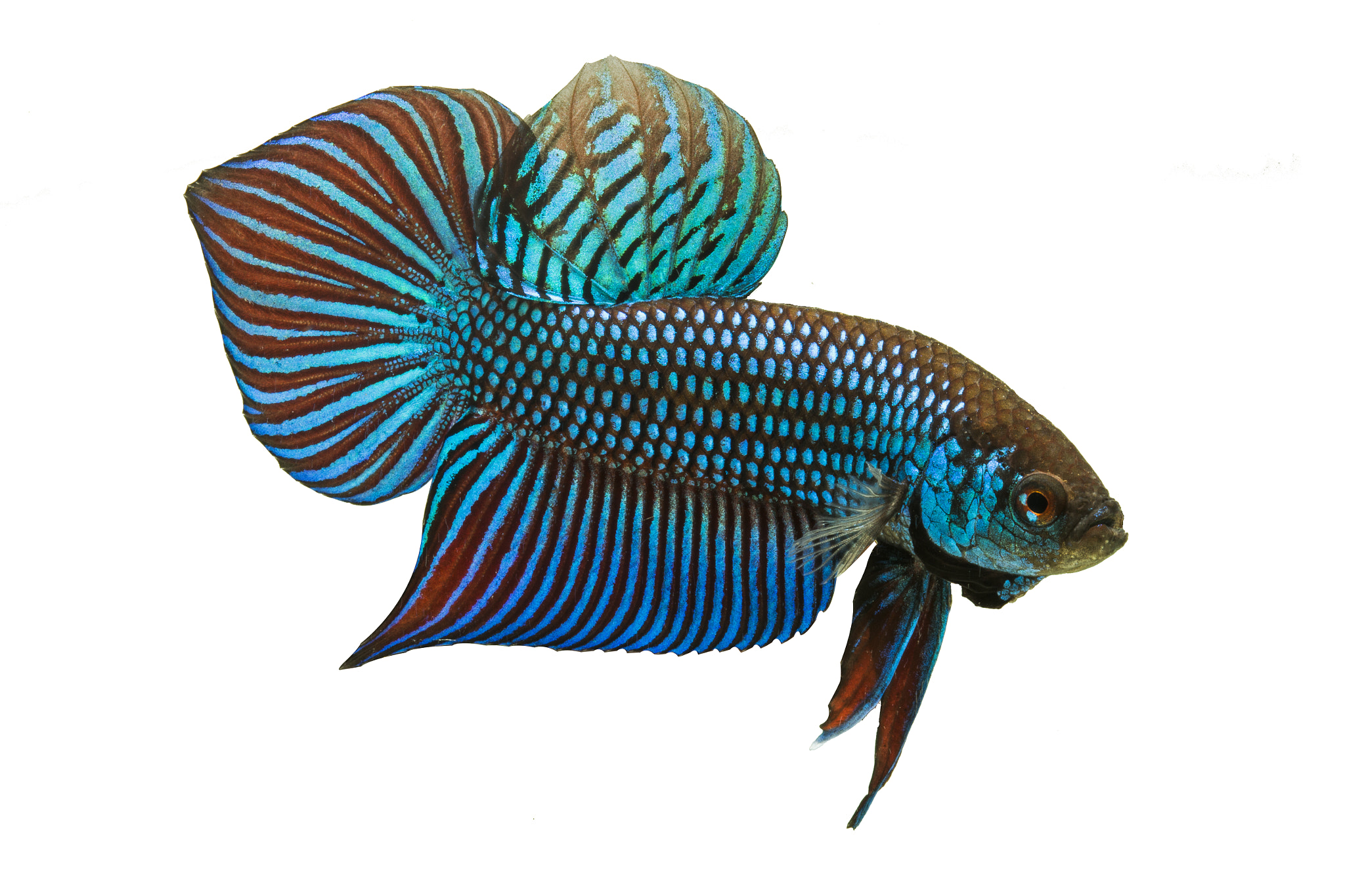 Canon EOS 700D (EOS Rebel T5i / EOS Kiss X7i) + Canon EF 100mm F2.8 Macro USM sample photo. Betta mahachai photography