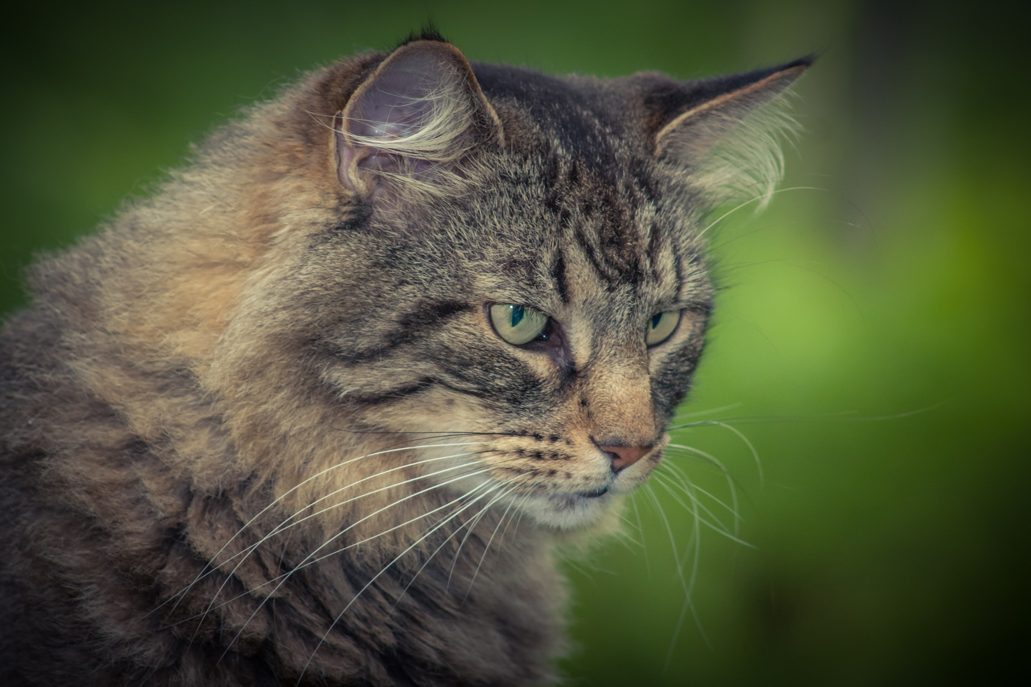 Canon EF 75-300mm f/4-5.6 USM sample photo. Me-wells photography