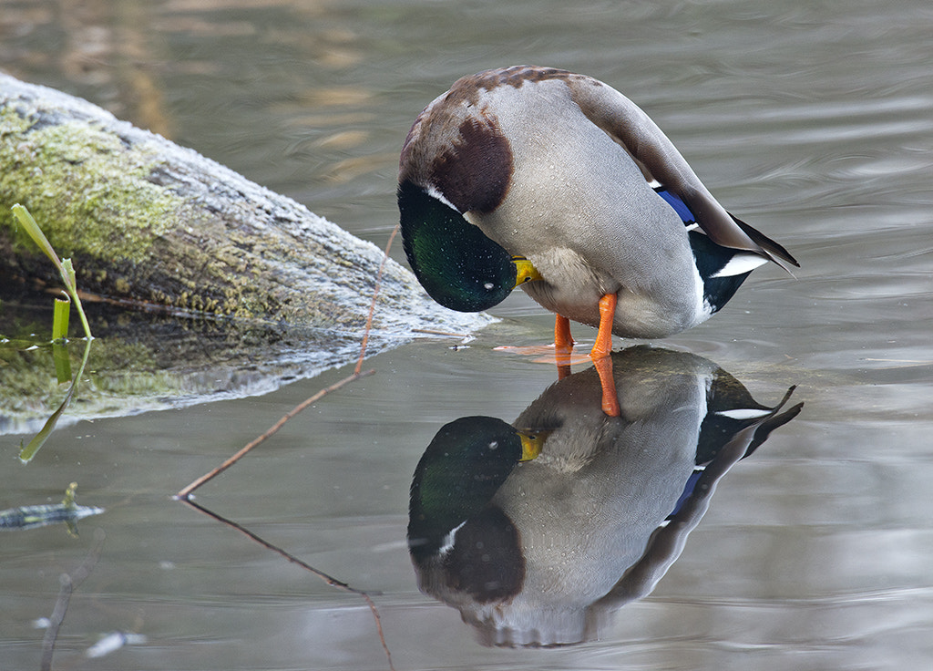 Nikon AF-S Nikkor 600mm F4D ED-IF II sample photo. Mallard photography
